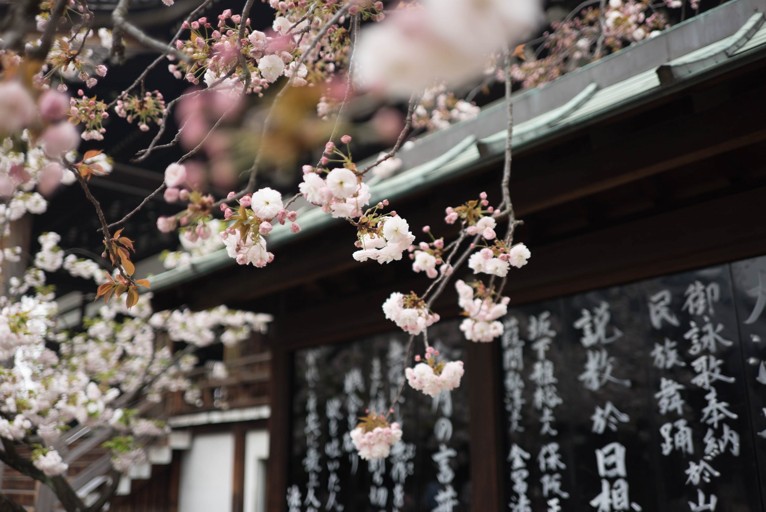 Cherry Blossom Japan 2024
