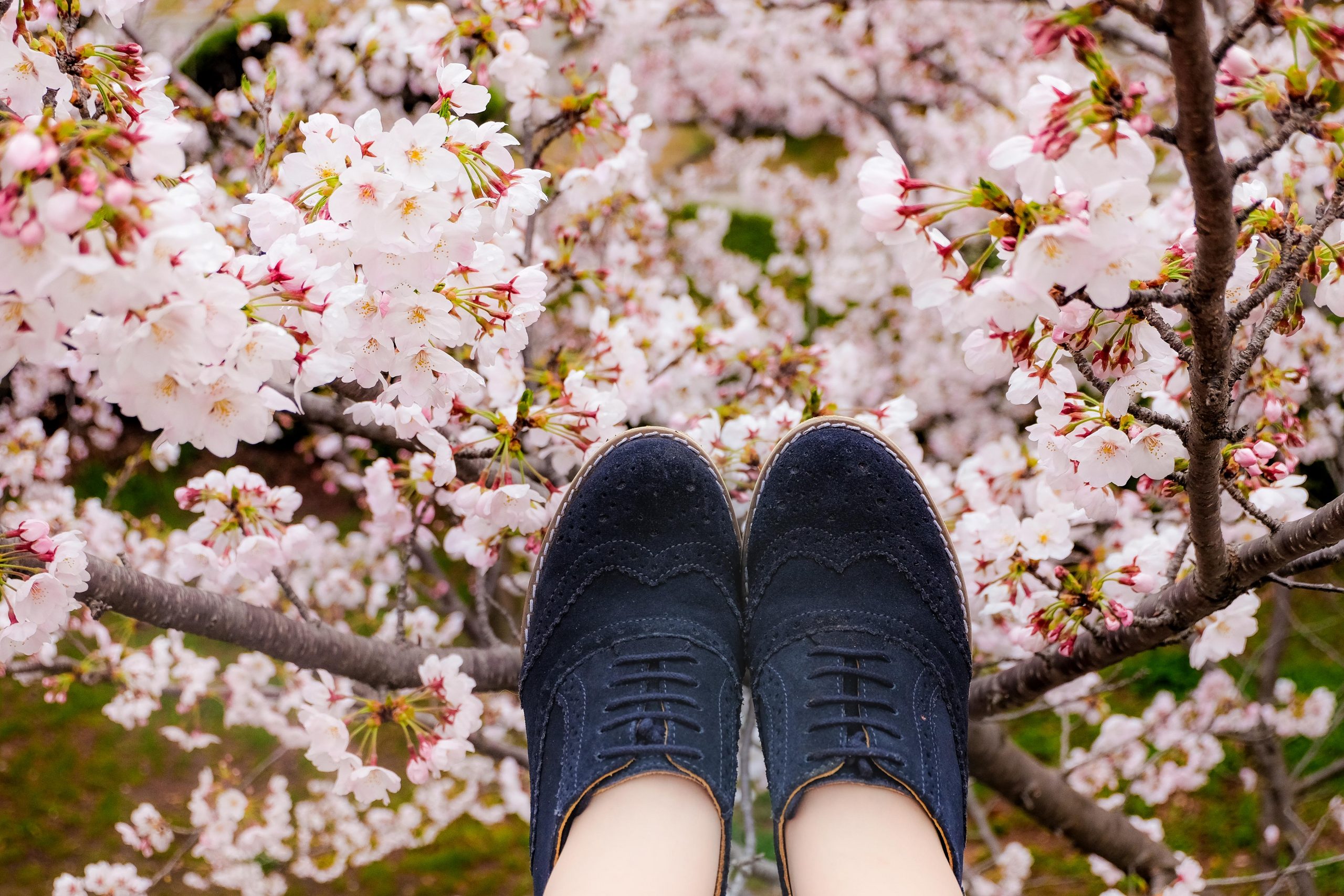 Cherry blossom osaka youcouldtravel