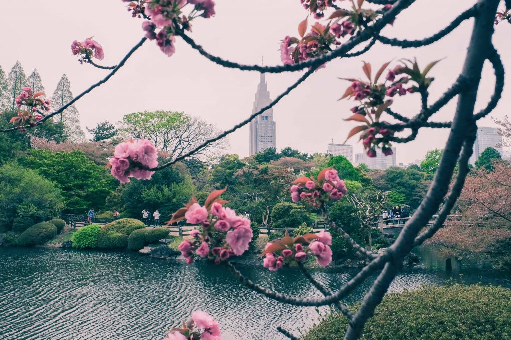 Cherry blossoms trees in Shinjuku Gyoen with Docomo building in the background