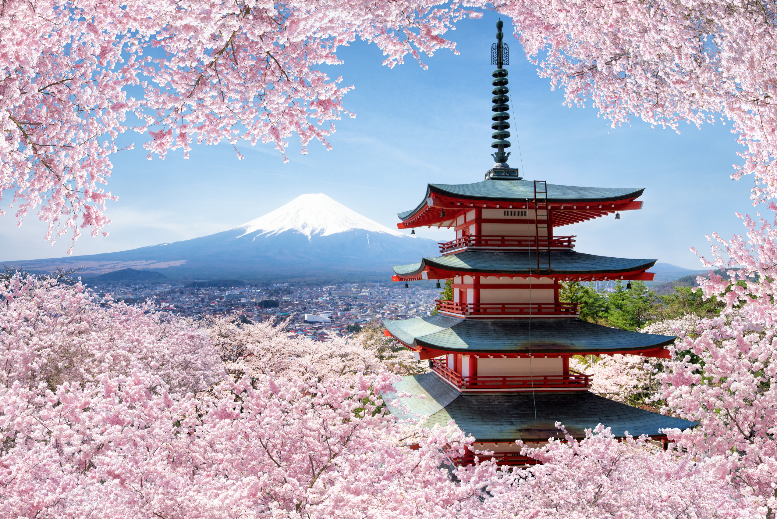 Cherry blossoms around Mount Fuji in Japan