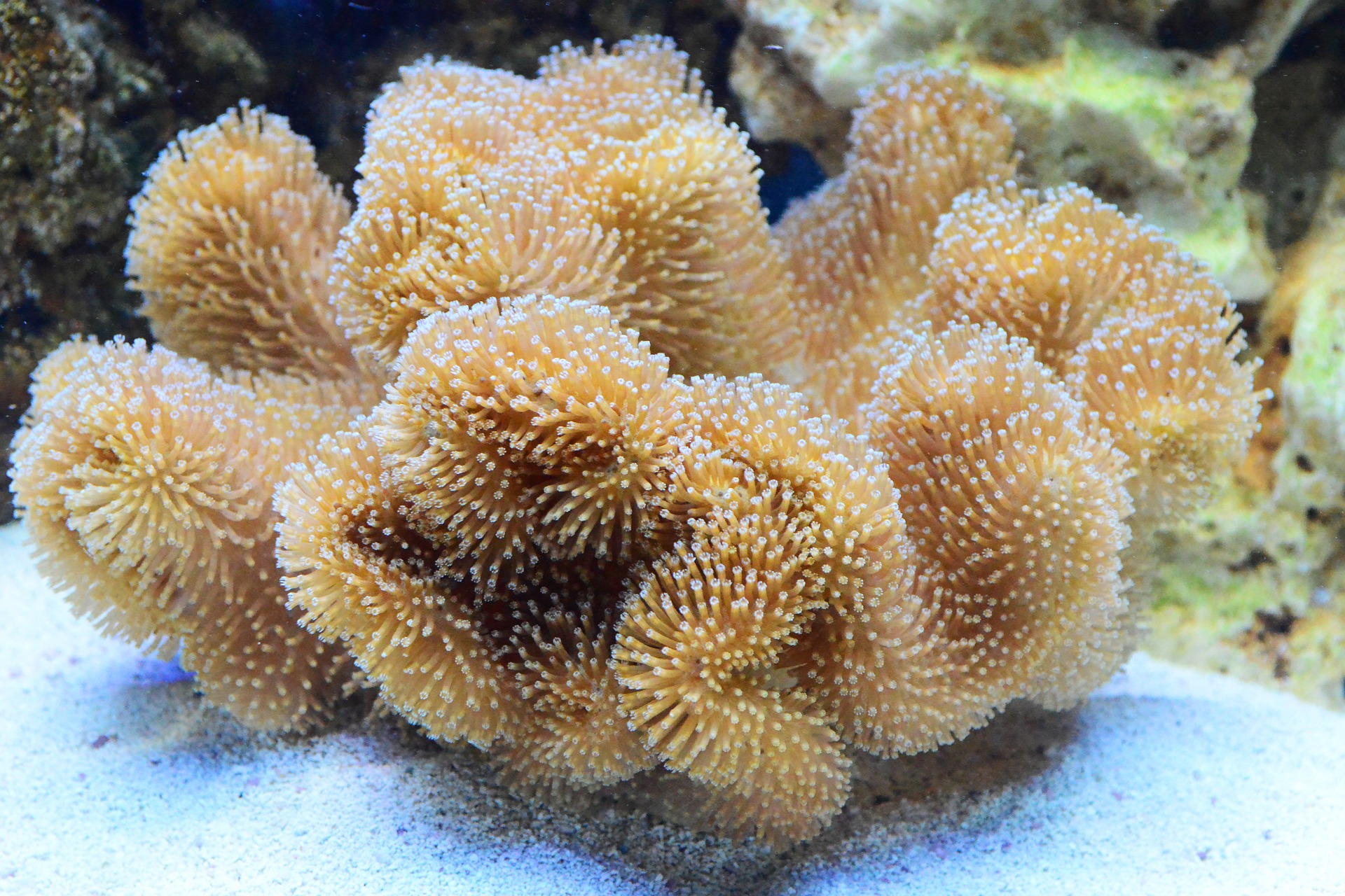 Corals Seychelles dive