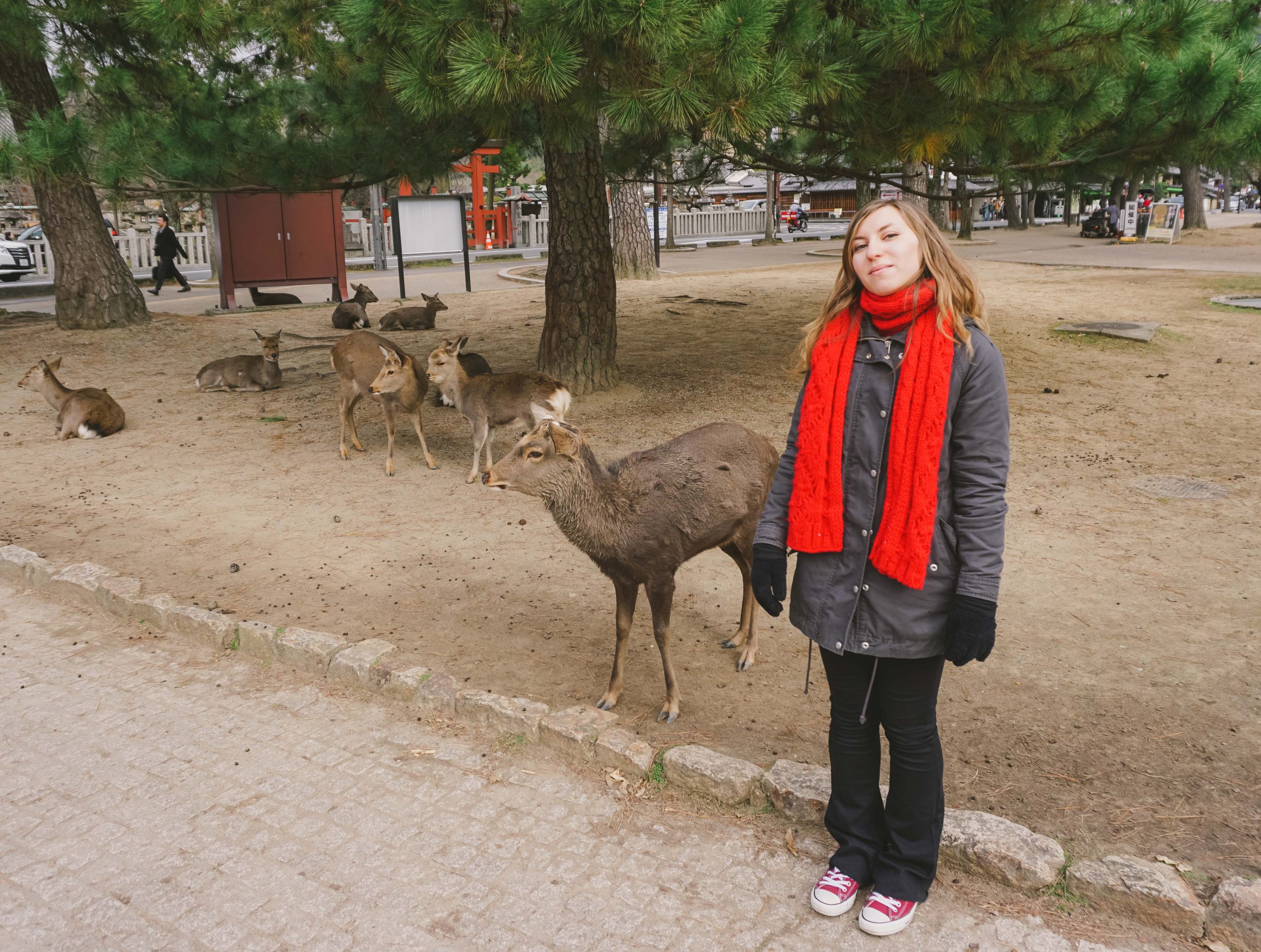 Bucket list experience: Cory chilling with the deer in Nara Park in Japan