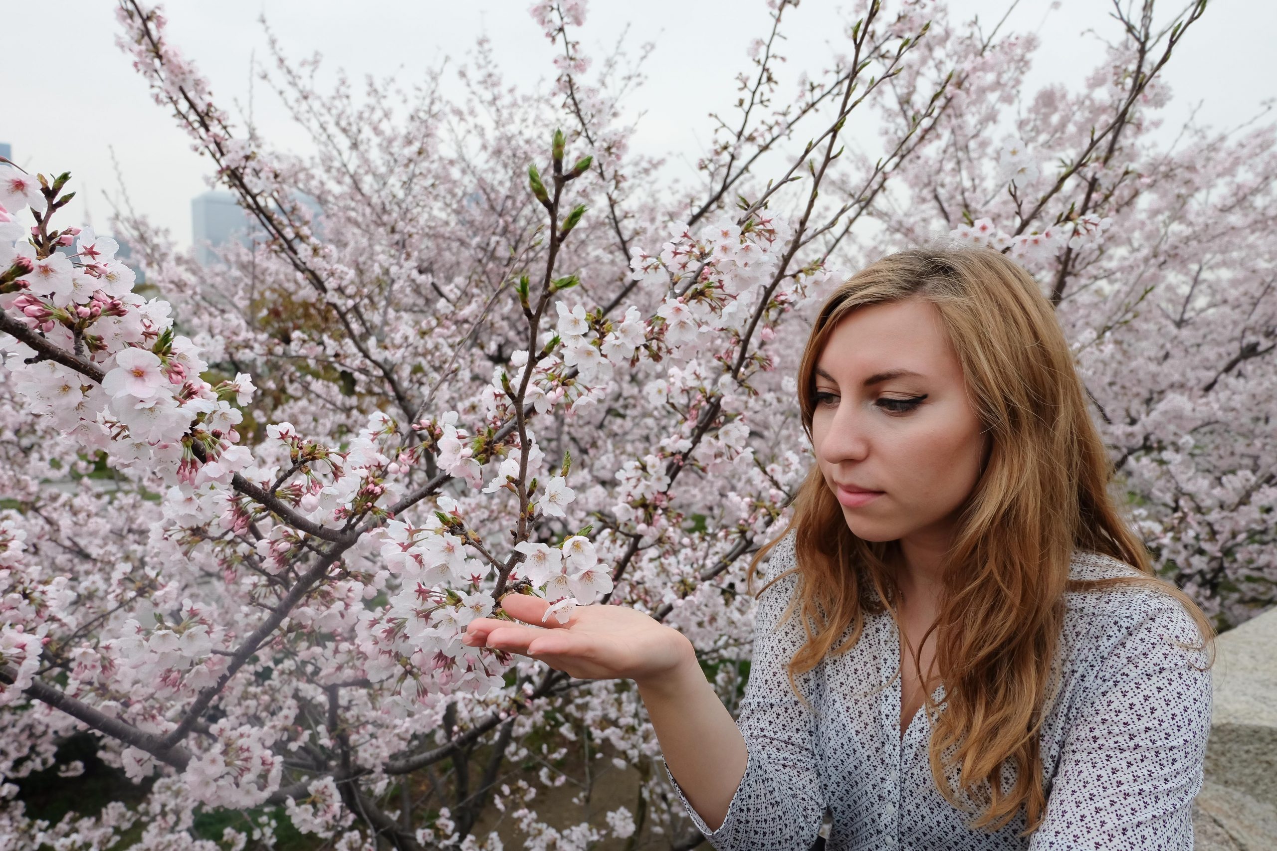 Cory loving the cherry blossoms in Kyoto Cory loving the cherry blossoms in Kyoto