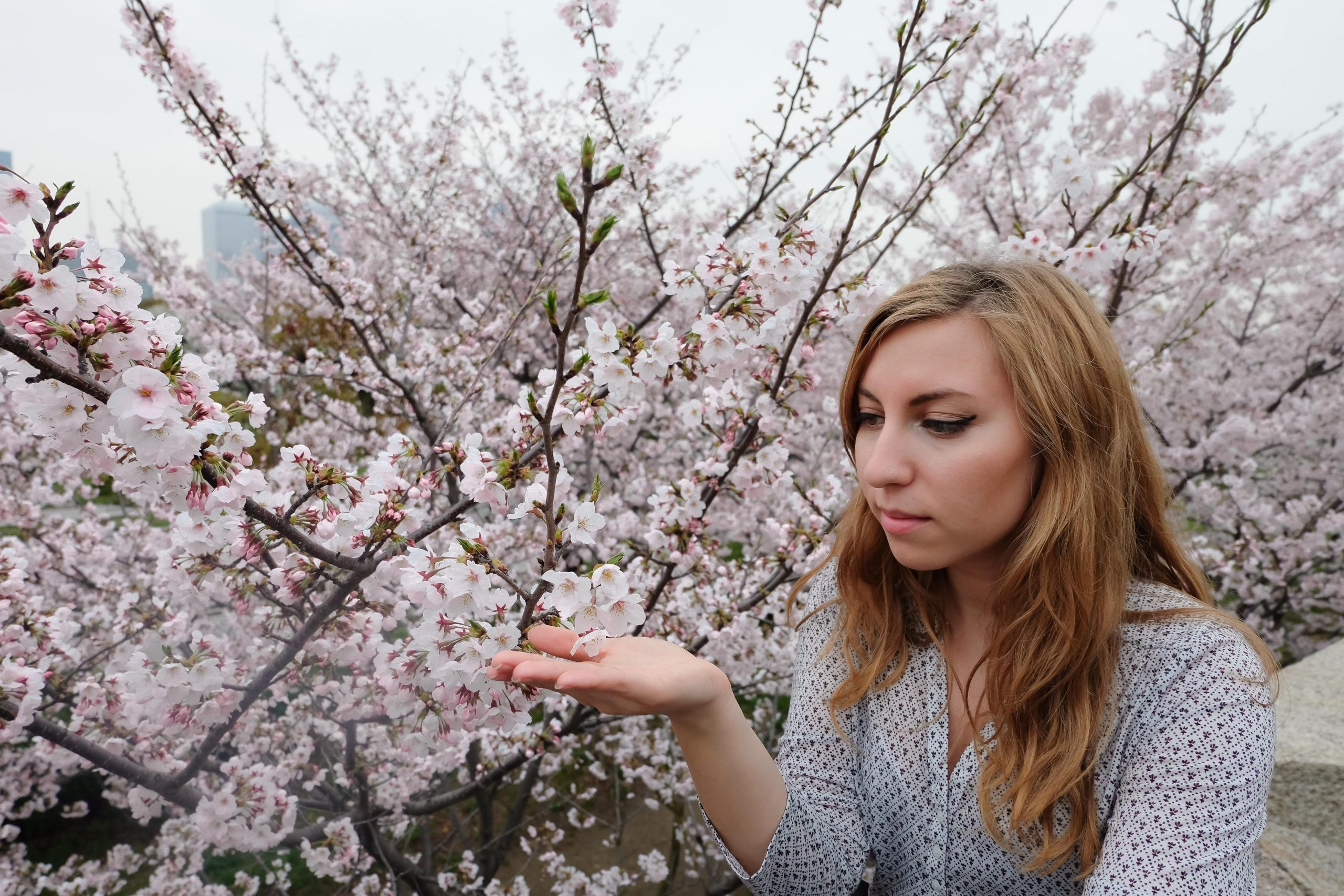 Cory loving the cherry blossoms in Kyoto