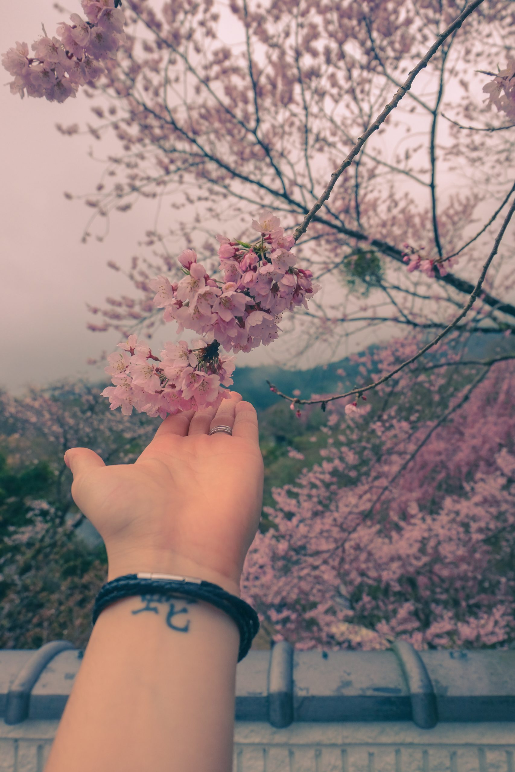 Cory Varga touching sakura in Yoshino, Japan with her wrist tattoo visible