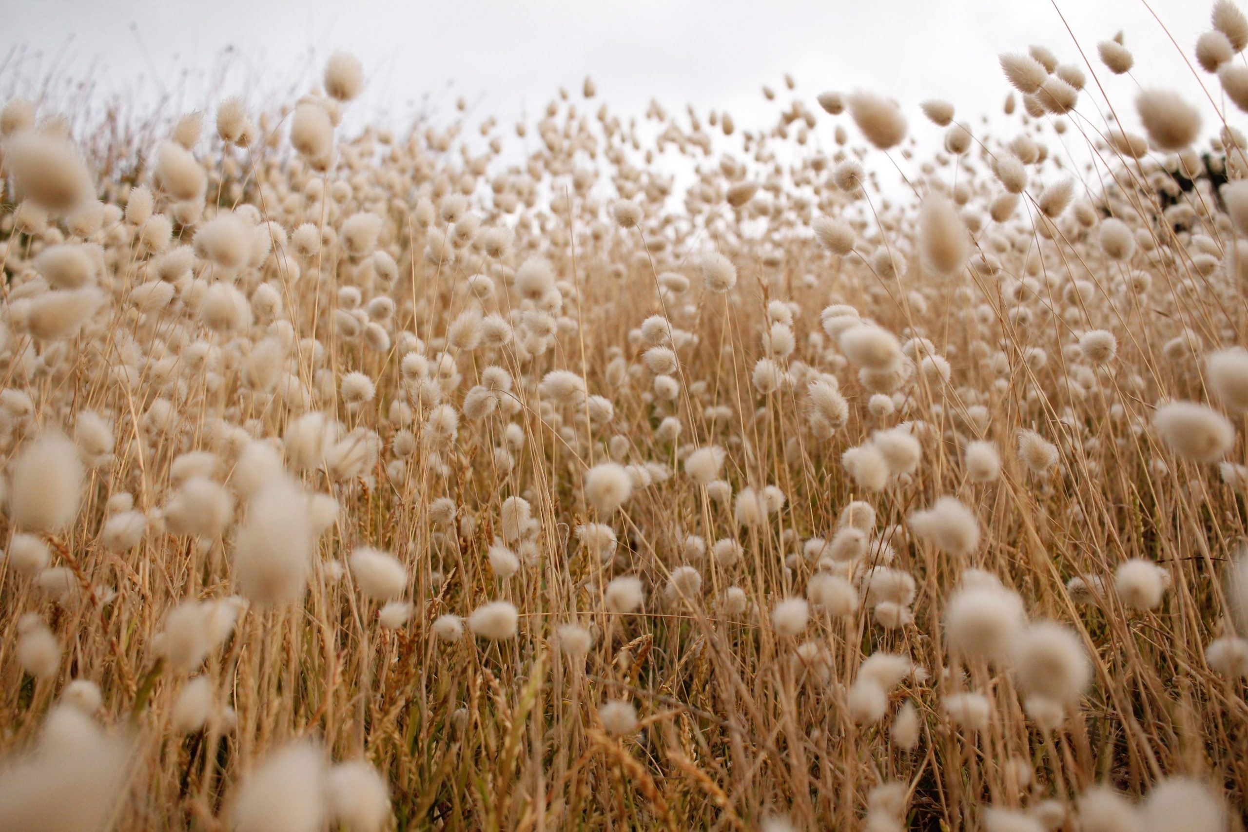 cotton fields with sunny rays