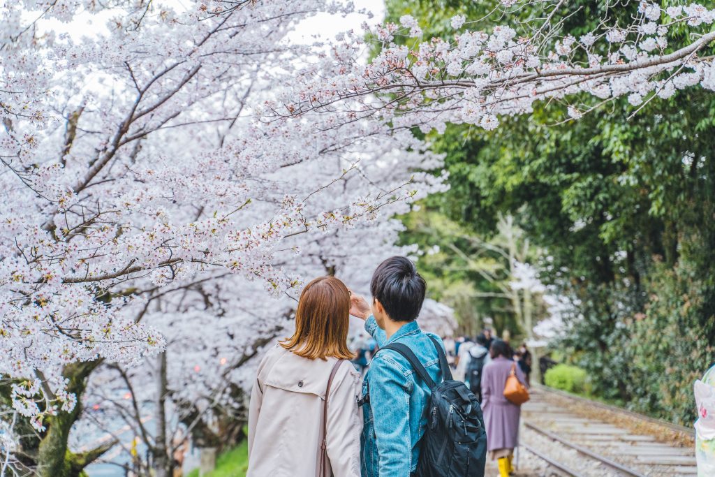Couple admiring the cherry blossoms in Tokyo
