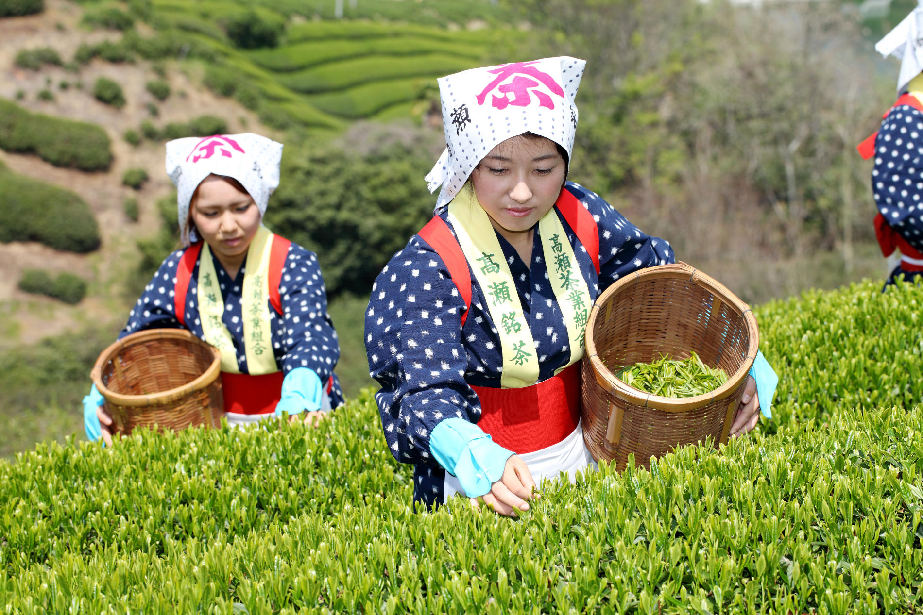 Green tea cultivation