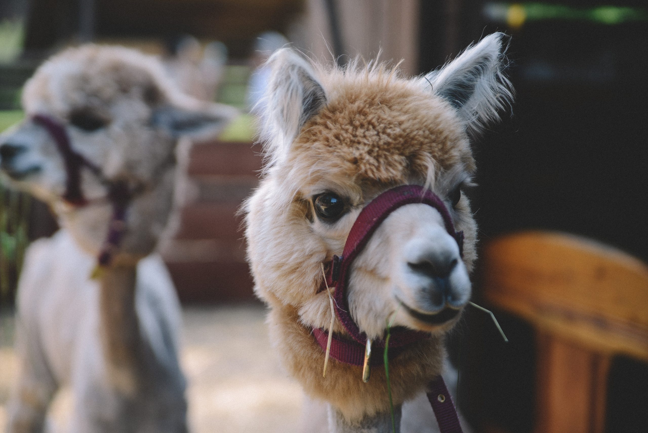 Cute baby alpacas