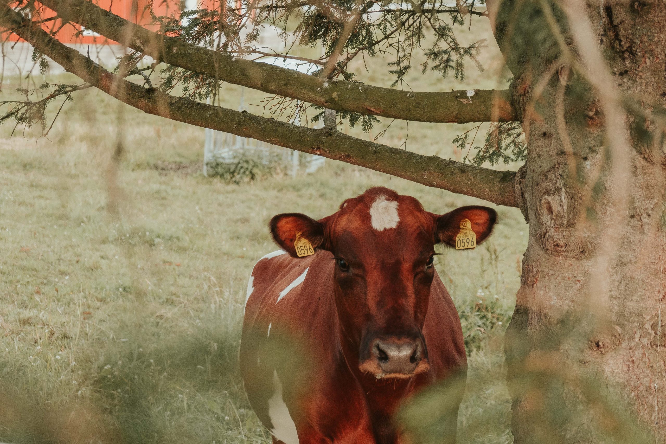 Cute cow in Snasa Norway