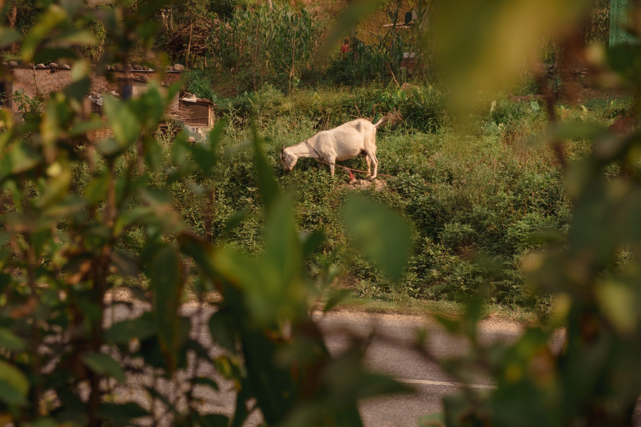 Cute goats on Nepali roads