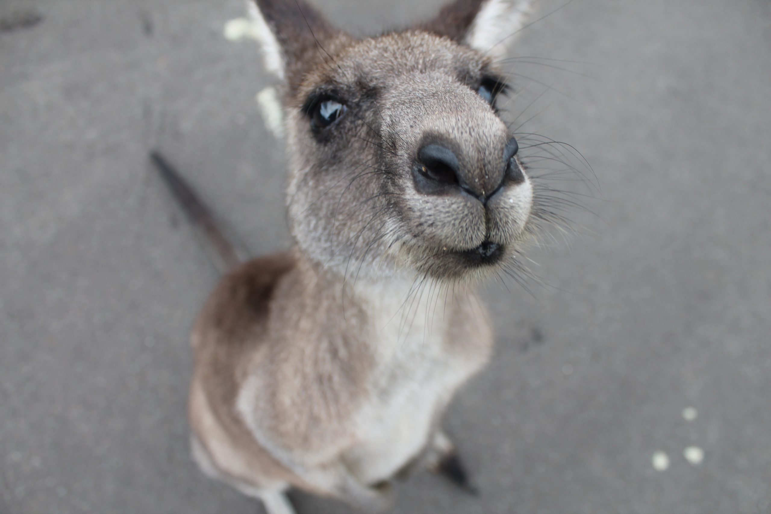 Cute Kangaroo Australia