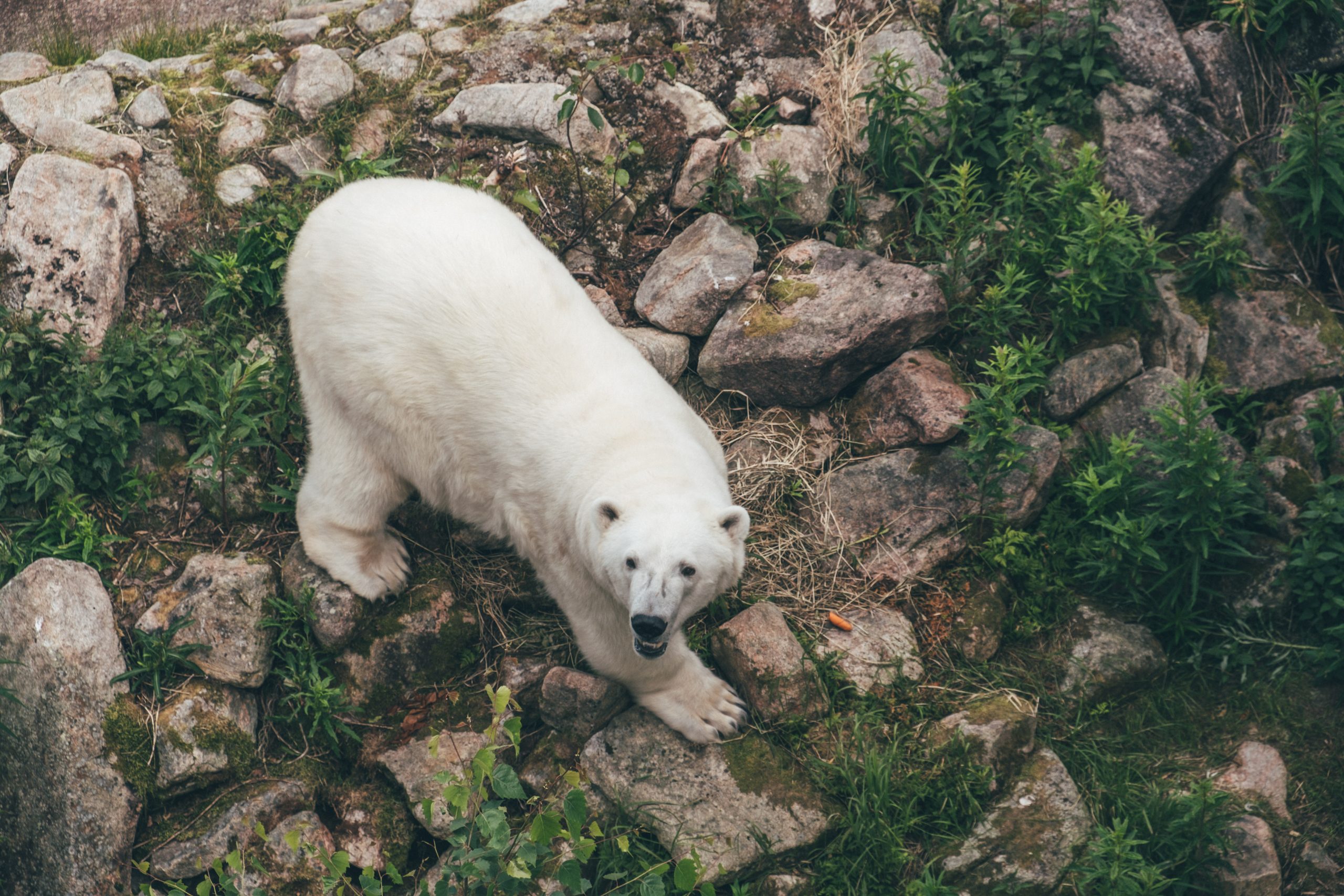 Cute Polar Bear Ranua zoo