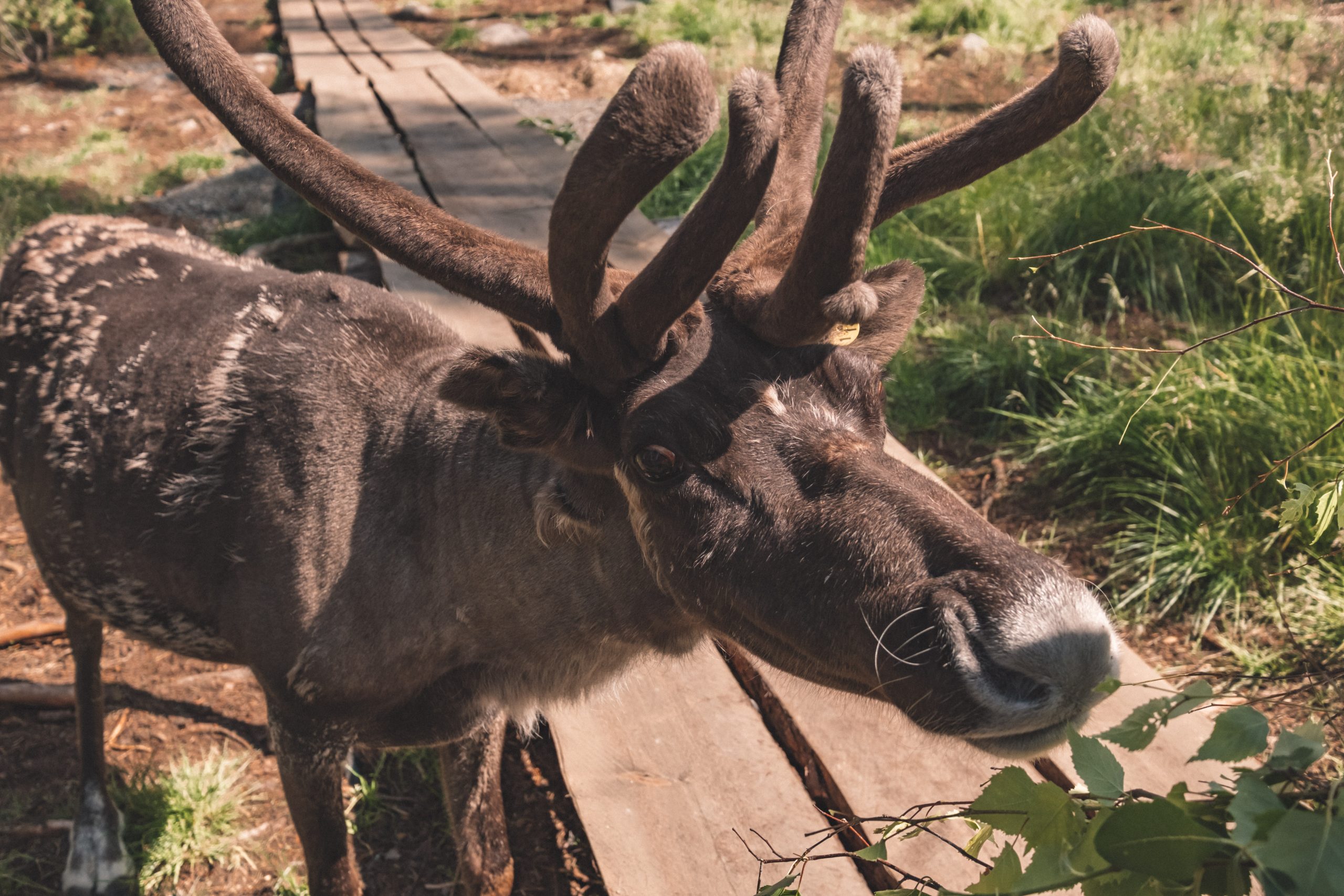 Cute reindeer eating plants