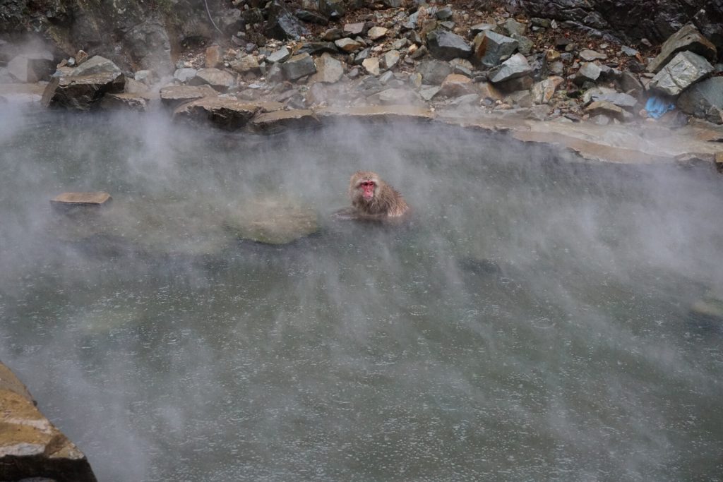 Cute snow monkey bathing in the onsen