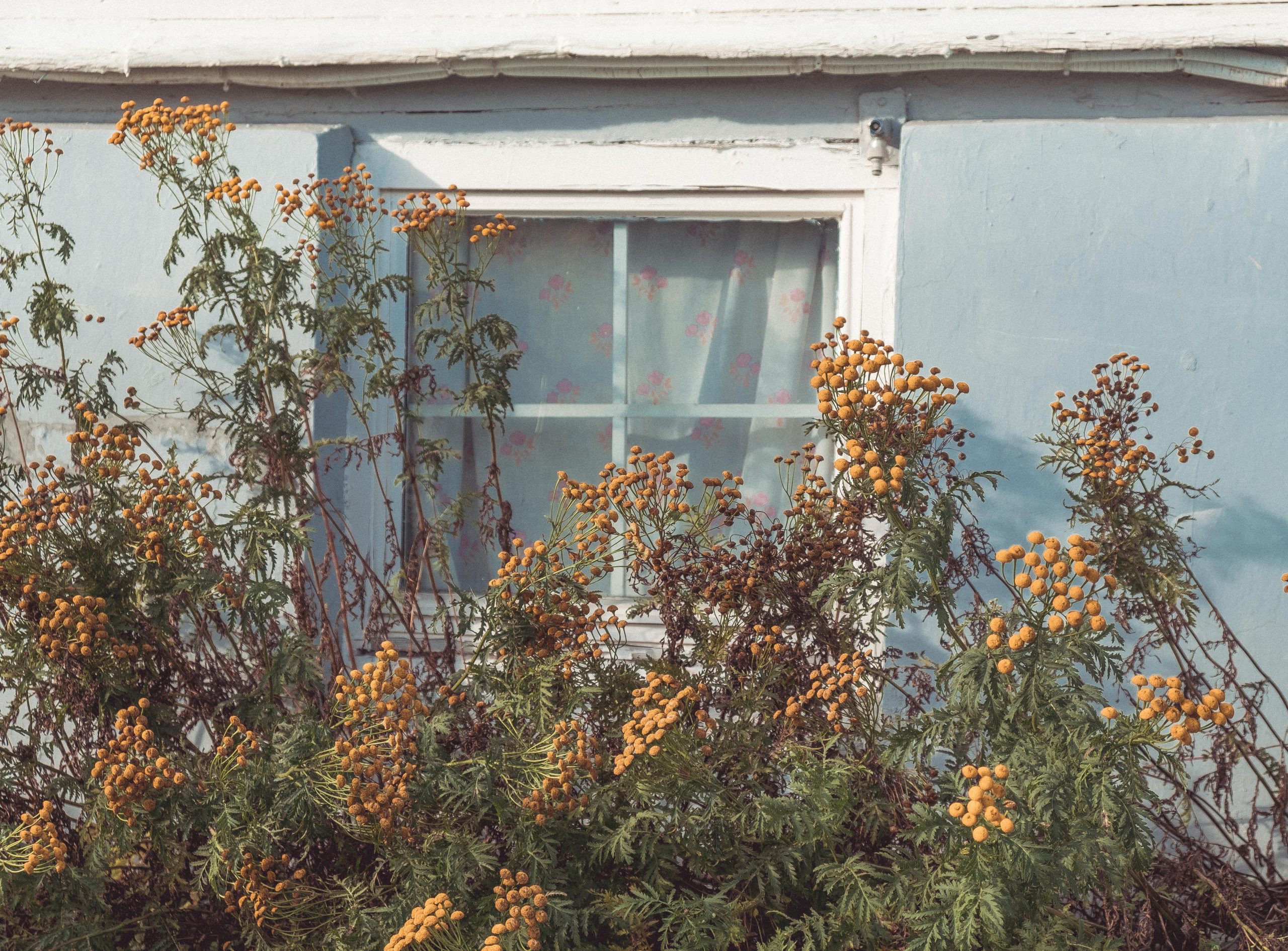 Cute windows in Tromso