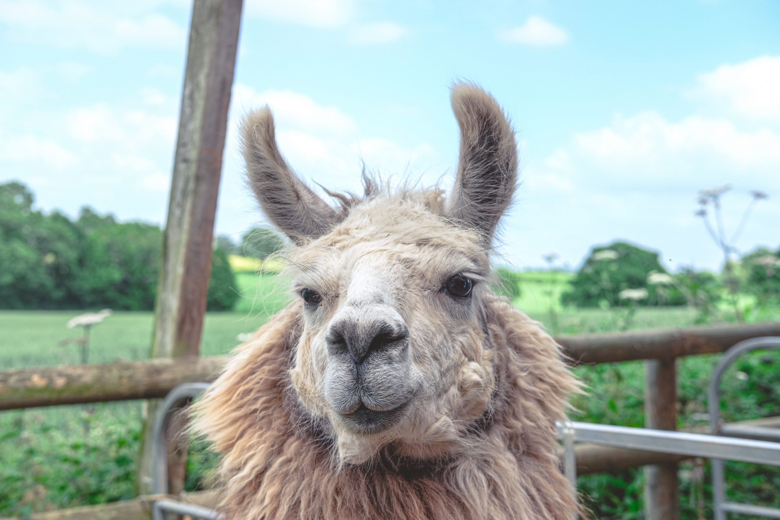 Best things to do in Gloucestershire - go on a llama experience