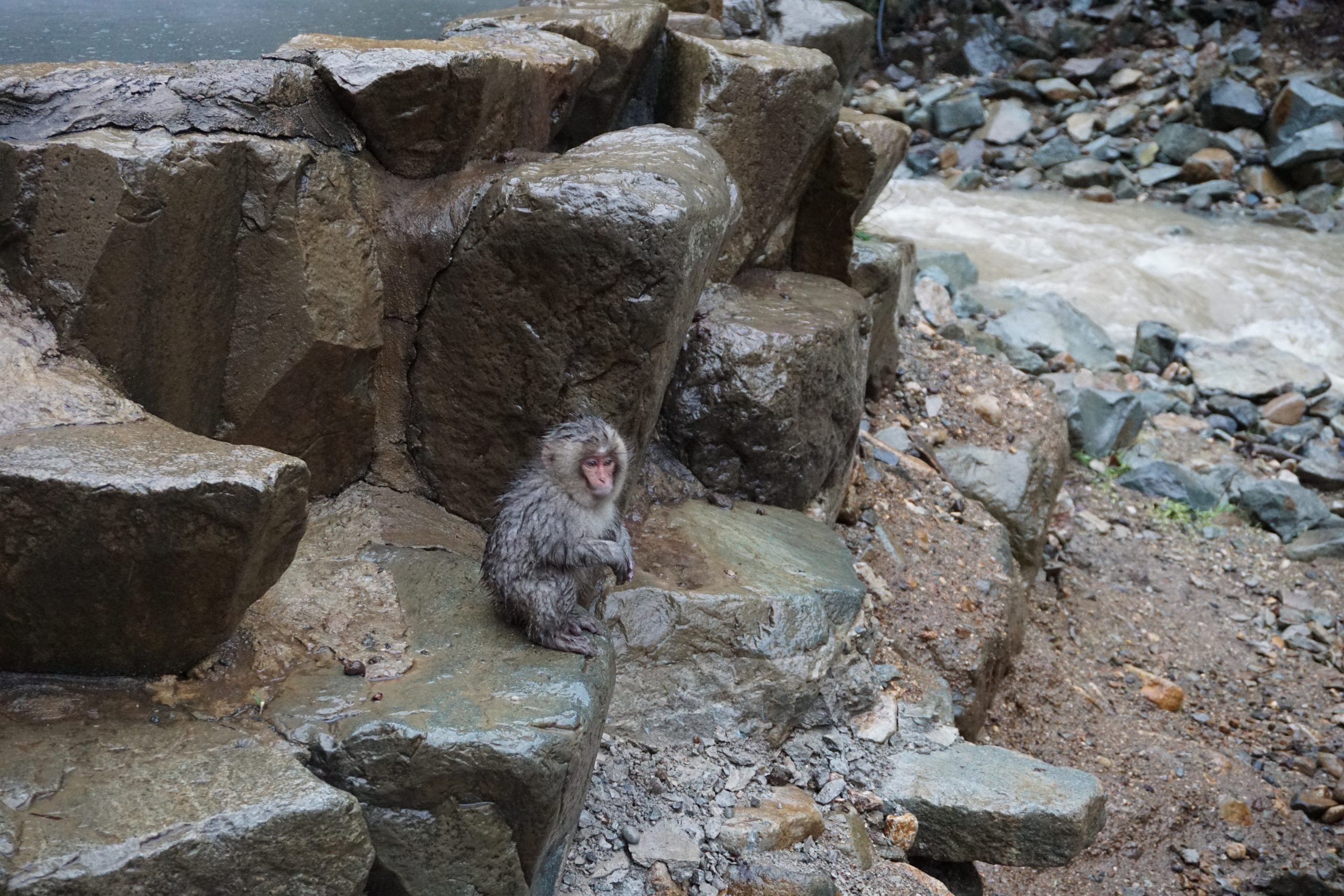 Cutest little monkey at the snow monkey park in Japan