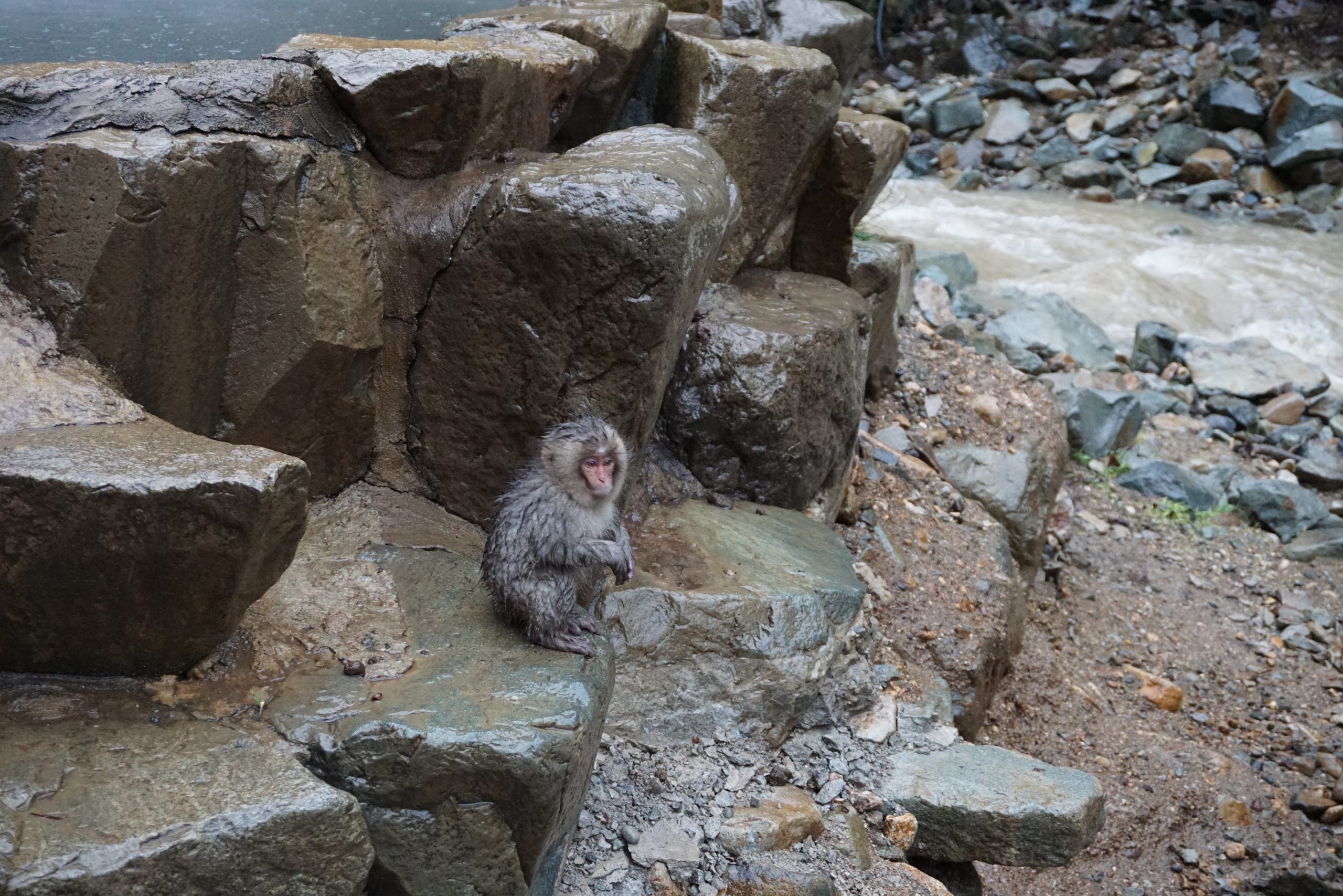 Cutest little monkey at the snow monkey park in Japan Cutest little monkey at the snow monkey park in Japan