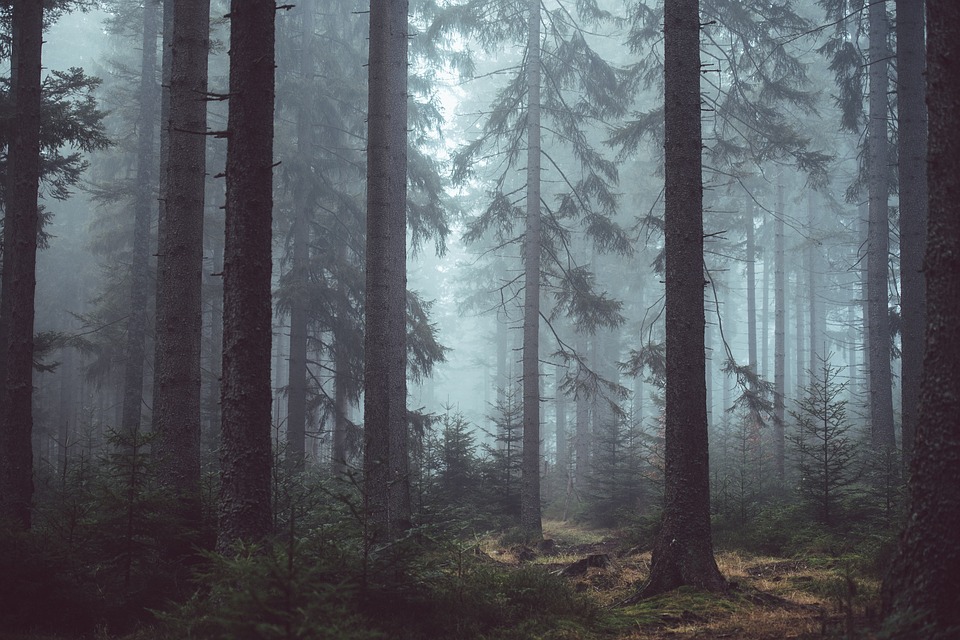 Deep Forest Romania Deep Forest Romania
