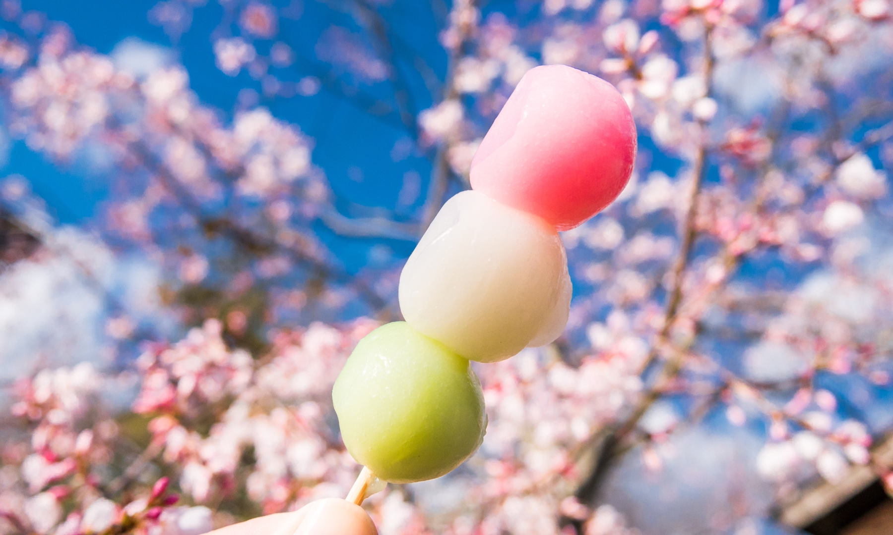 Dango with sakura background