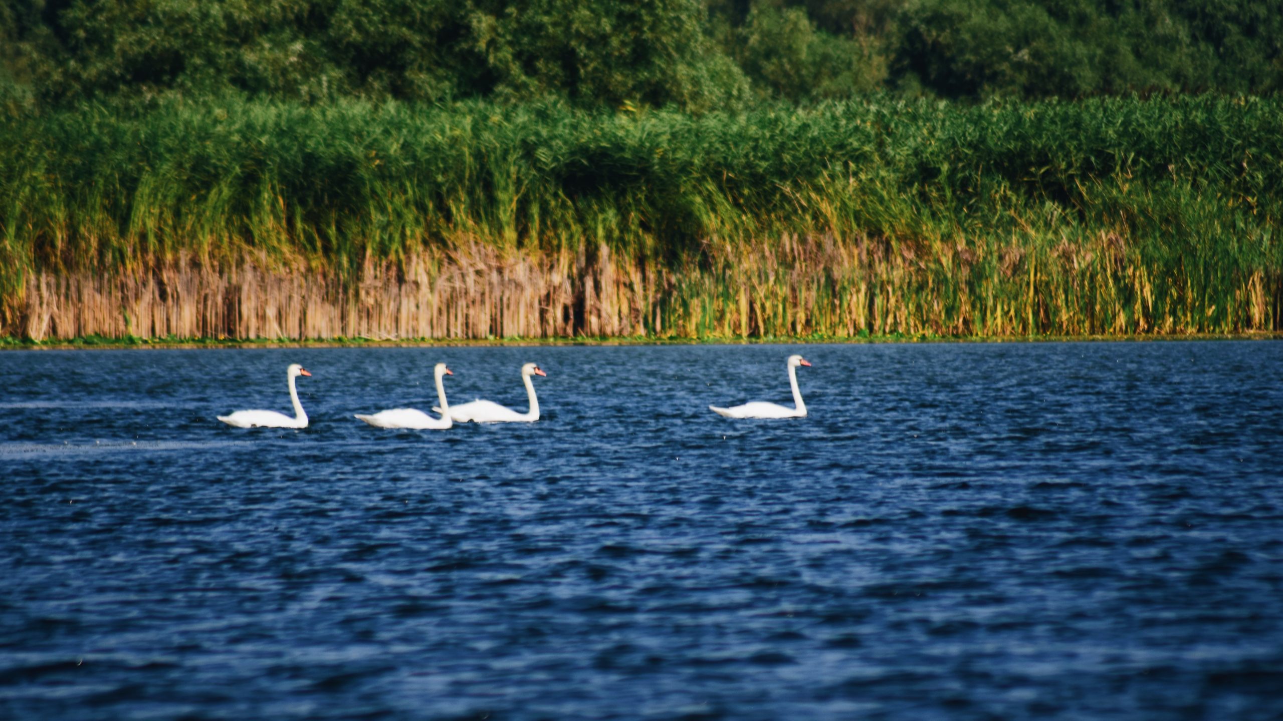 Danube Delta Romania