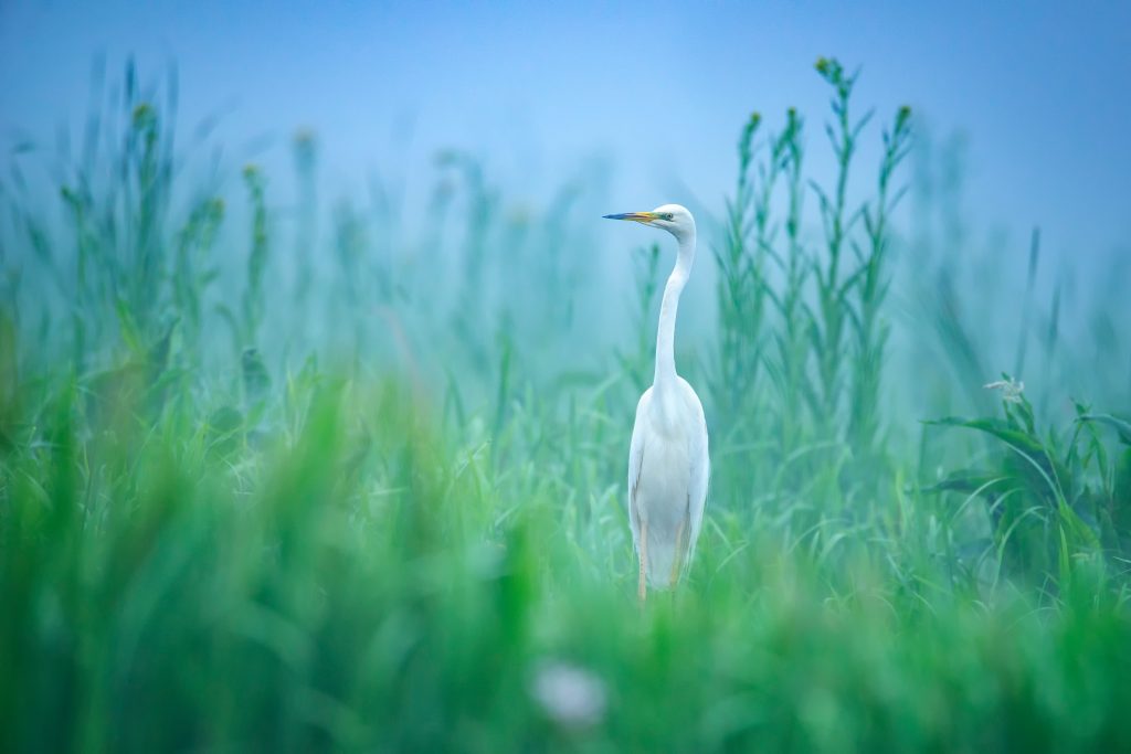 Danube Delta Tulcea Romania - beautiful fauna and flora