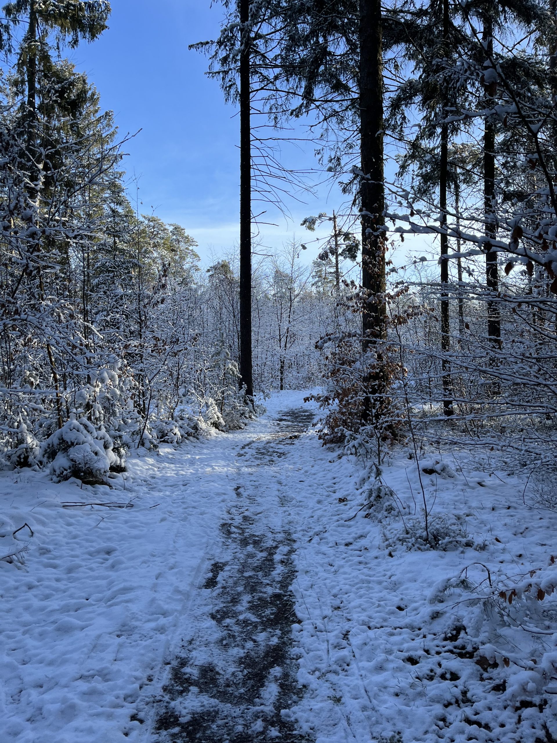 Dresden forest in the winter