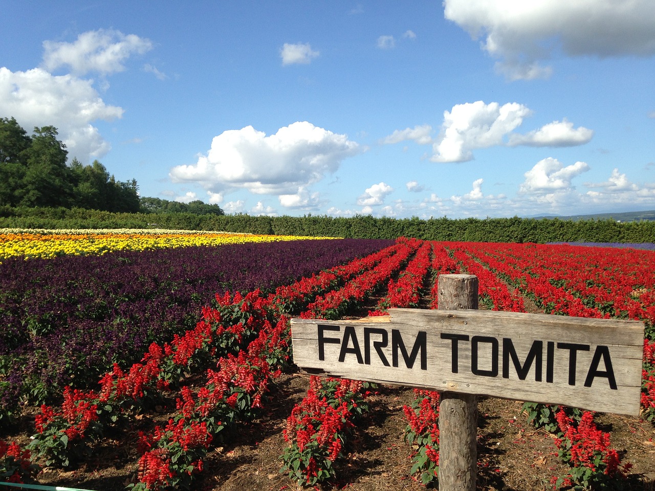 Drive Towards Furano Hokkaido Itinerary