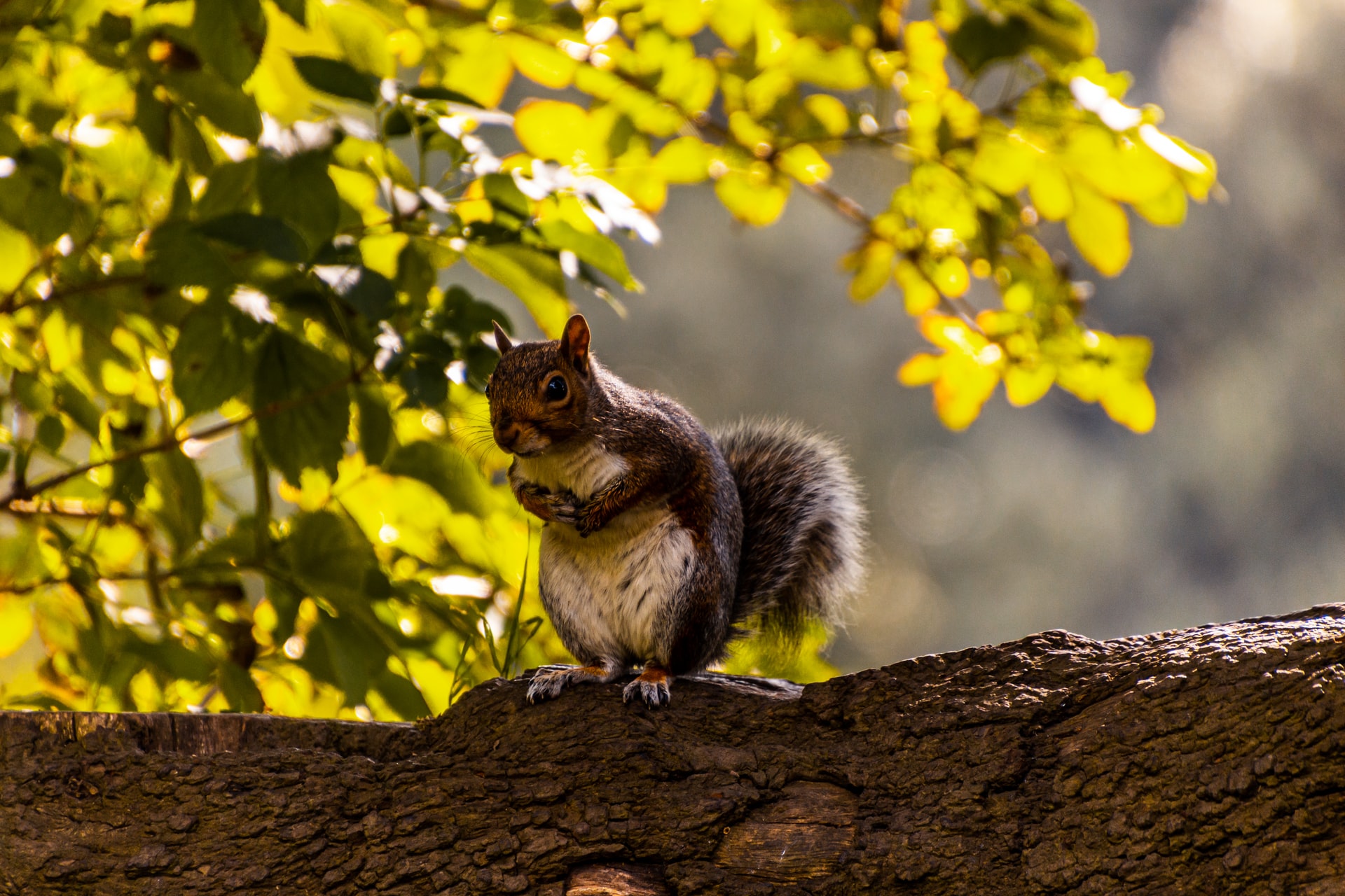 Dublin Park Squirrel