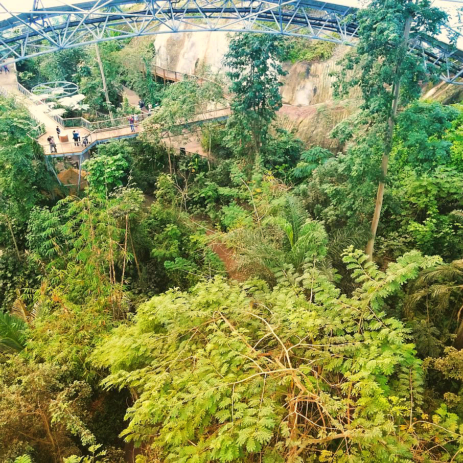 Eden Forest Rainforest Biome Canopy Walkway View