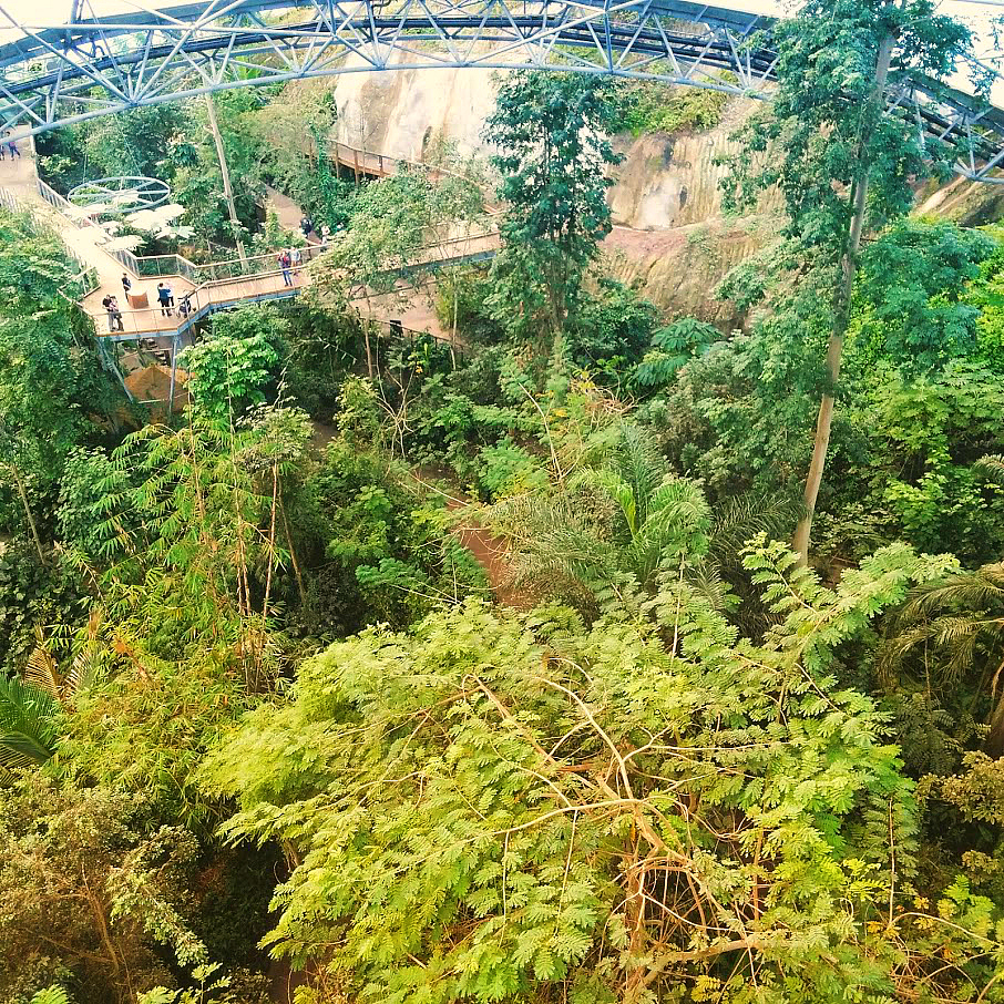 Eden Forest Rainforest Biome Canopy Walkway View Eden Forest Rainforest Biome Canopy Walkway View