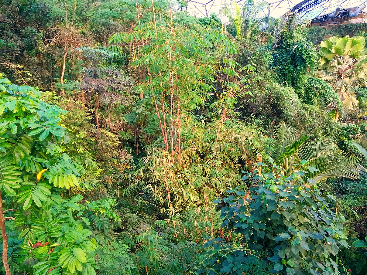 Eden Project Rainforest Biome Lush Vegetation