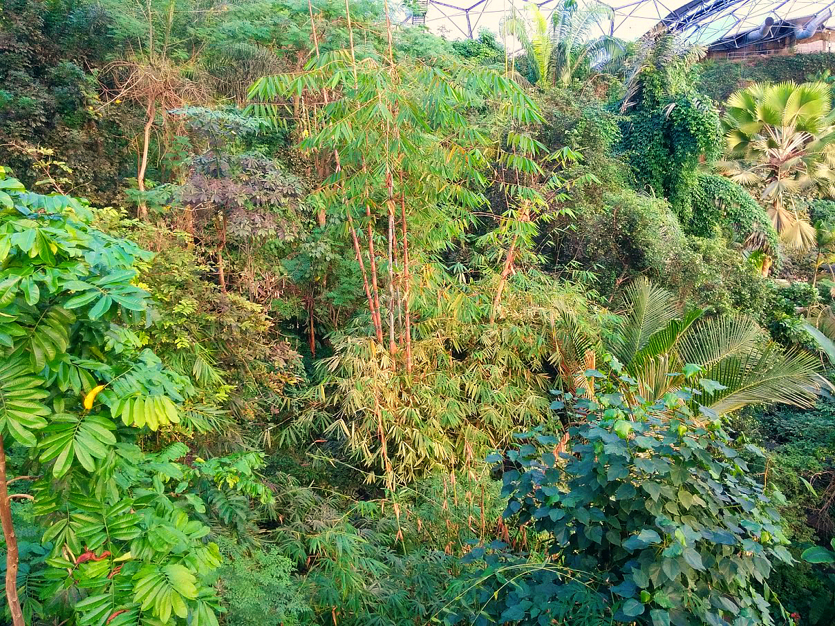 Eden Project Rainforest Biome Lush Vegetation Eden Project Rainforest Biome Lush Vegetation