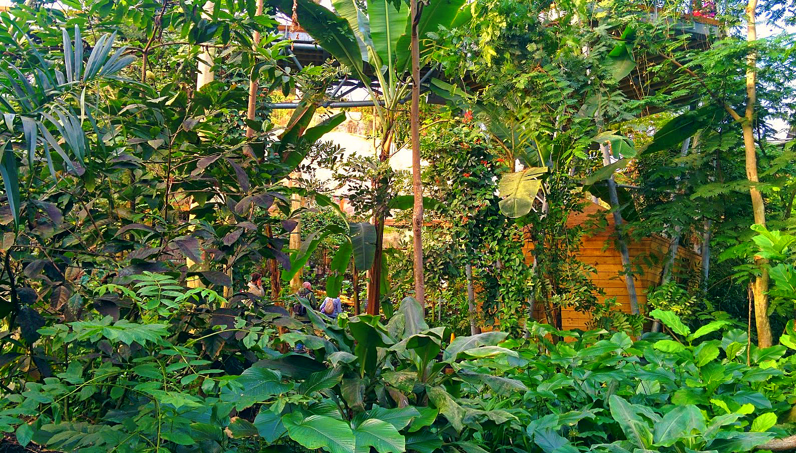 Eden Project Rainforest Biome Vegetation