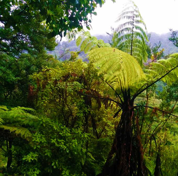 Fern Forest New Zealand