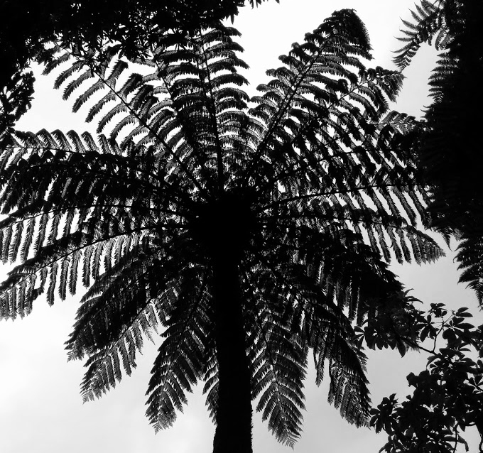 Fern Queen Charlotte Track Fern Queen Charlotte Track