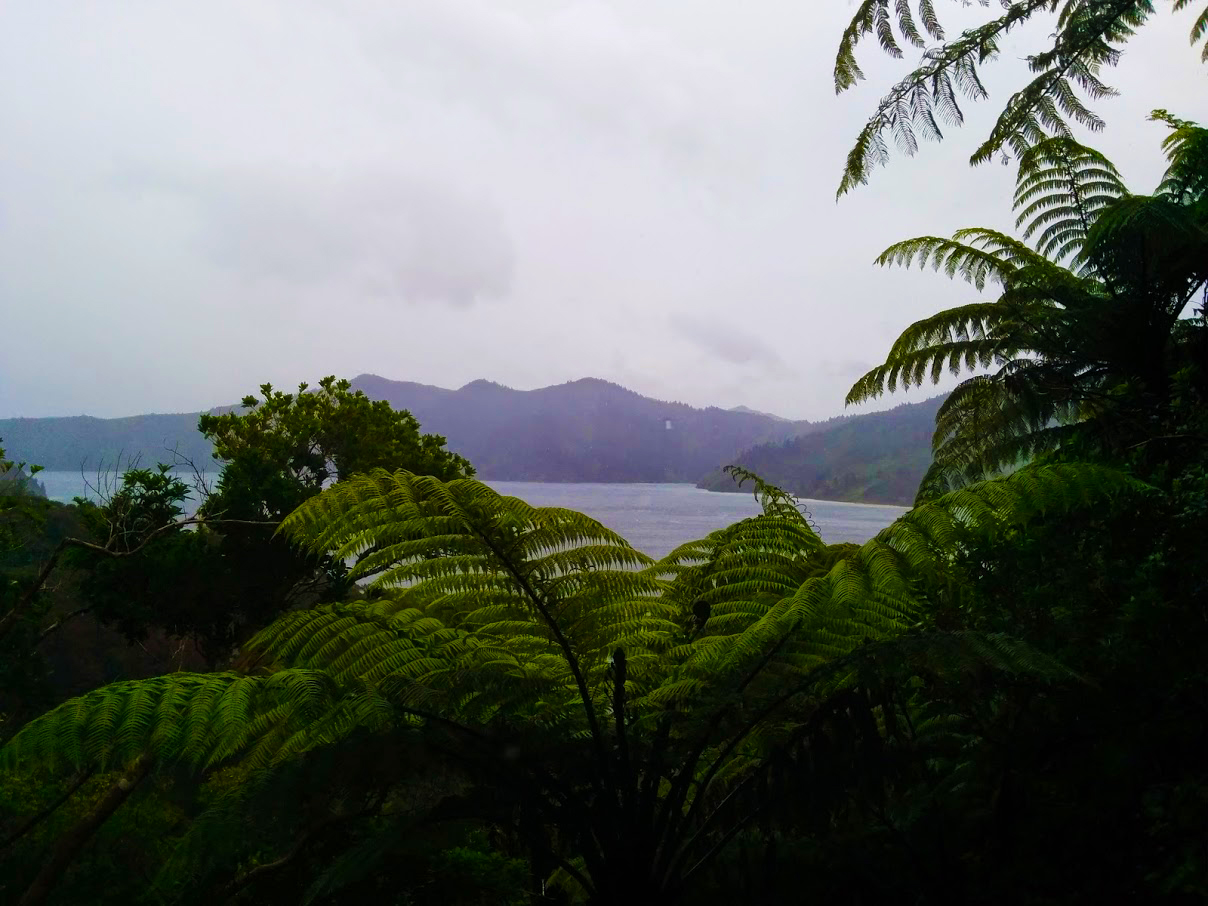 Ferns Path New Zealand Hike