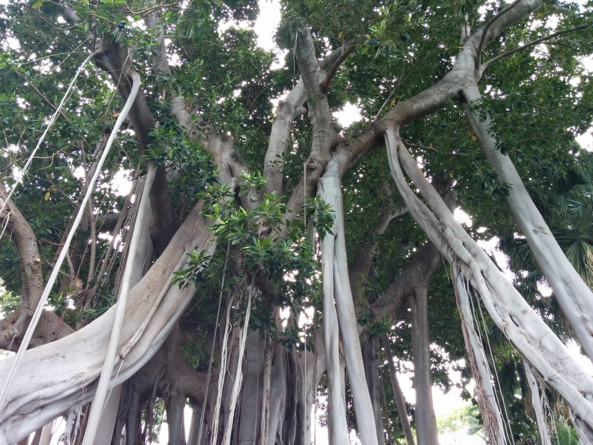 Fig Tree Botanical Garden Tenerife