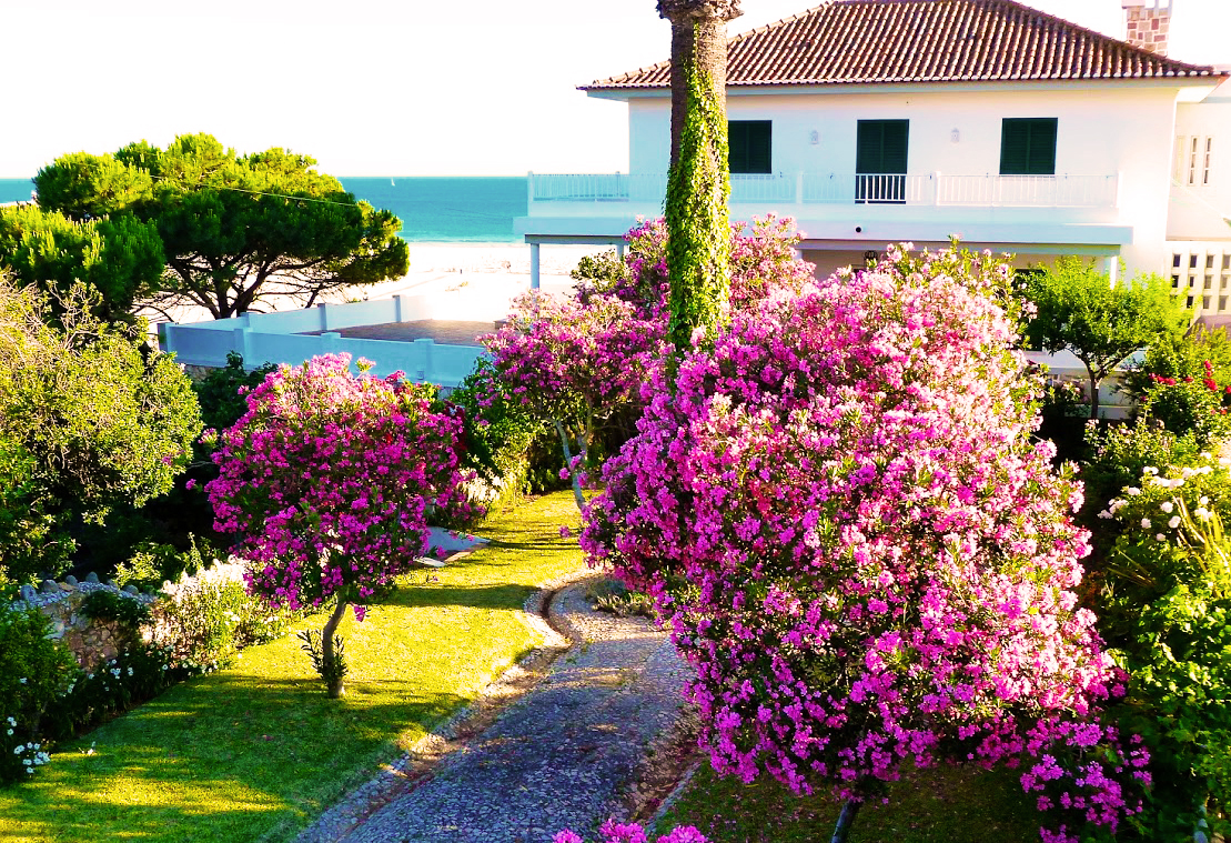Flora Algarve