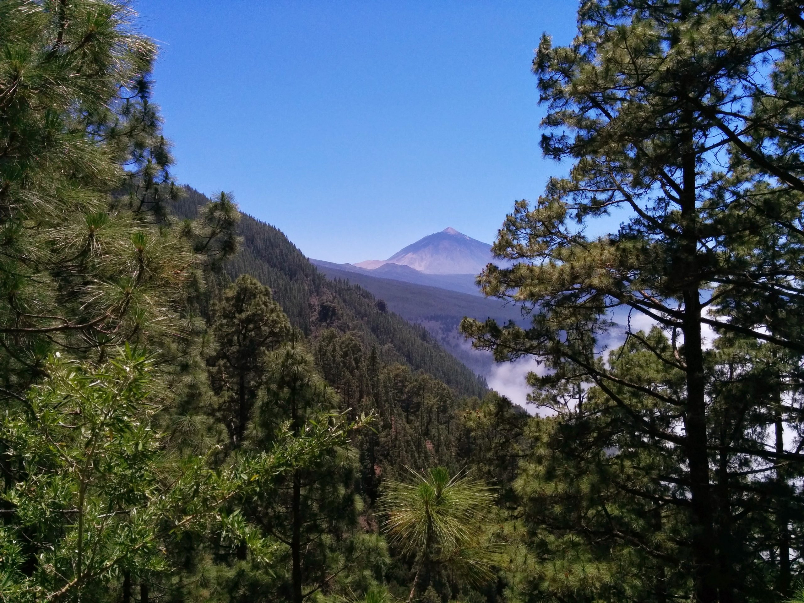 Forest Mt Teide Trail Tenerife Forest Mt Teide Trail Tenerife