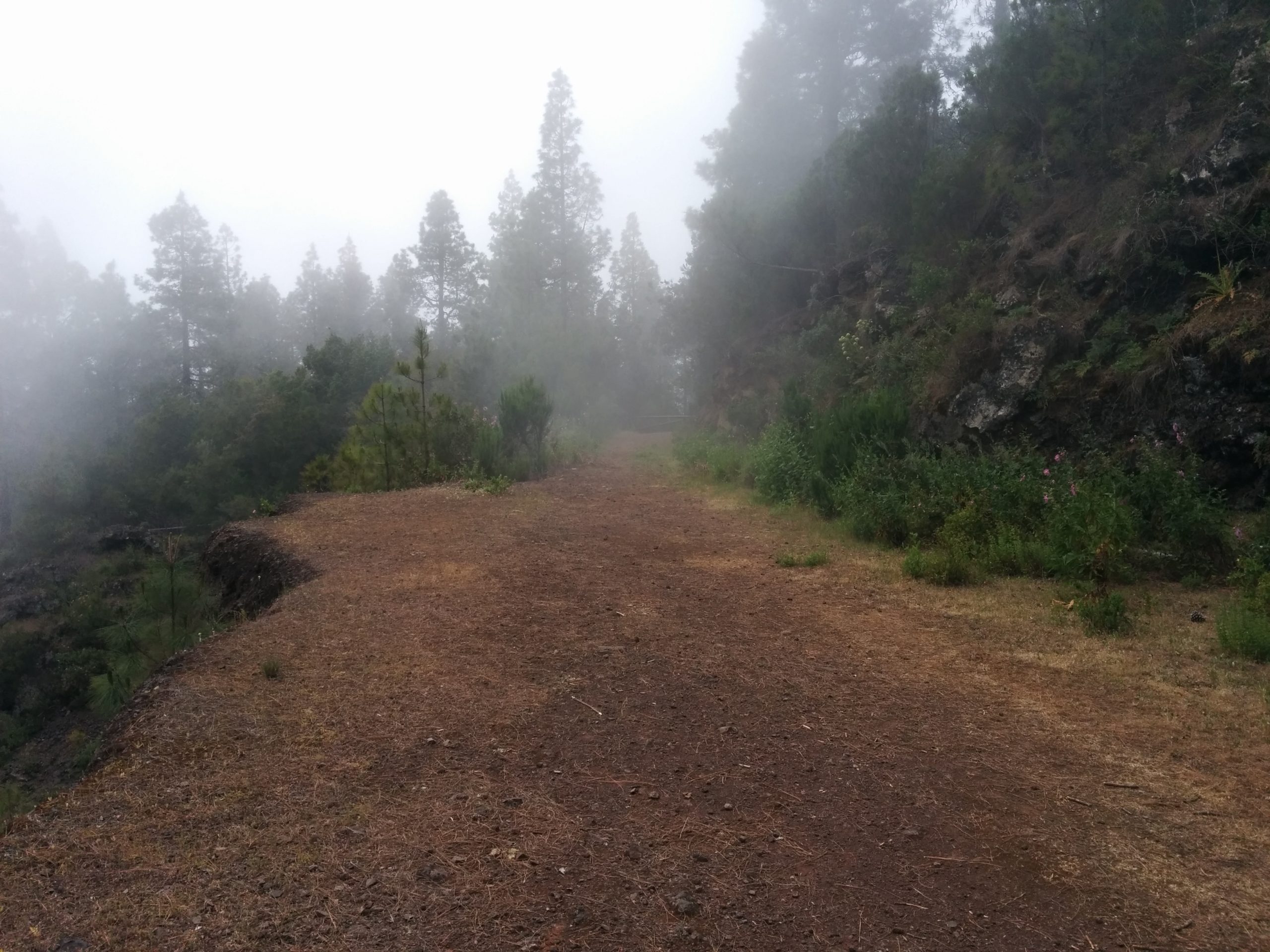 Forest Trail Tenerife