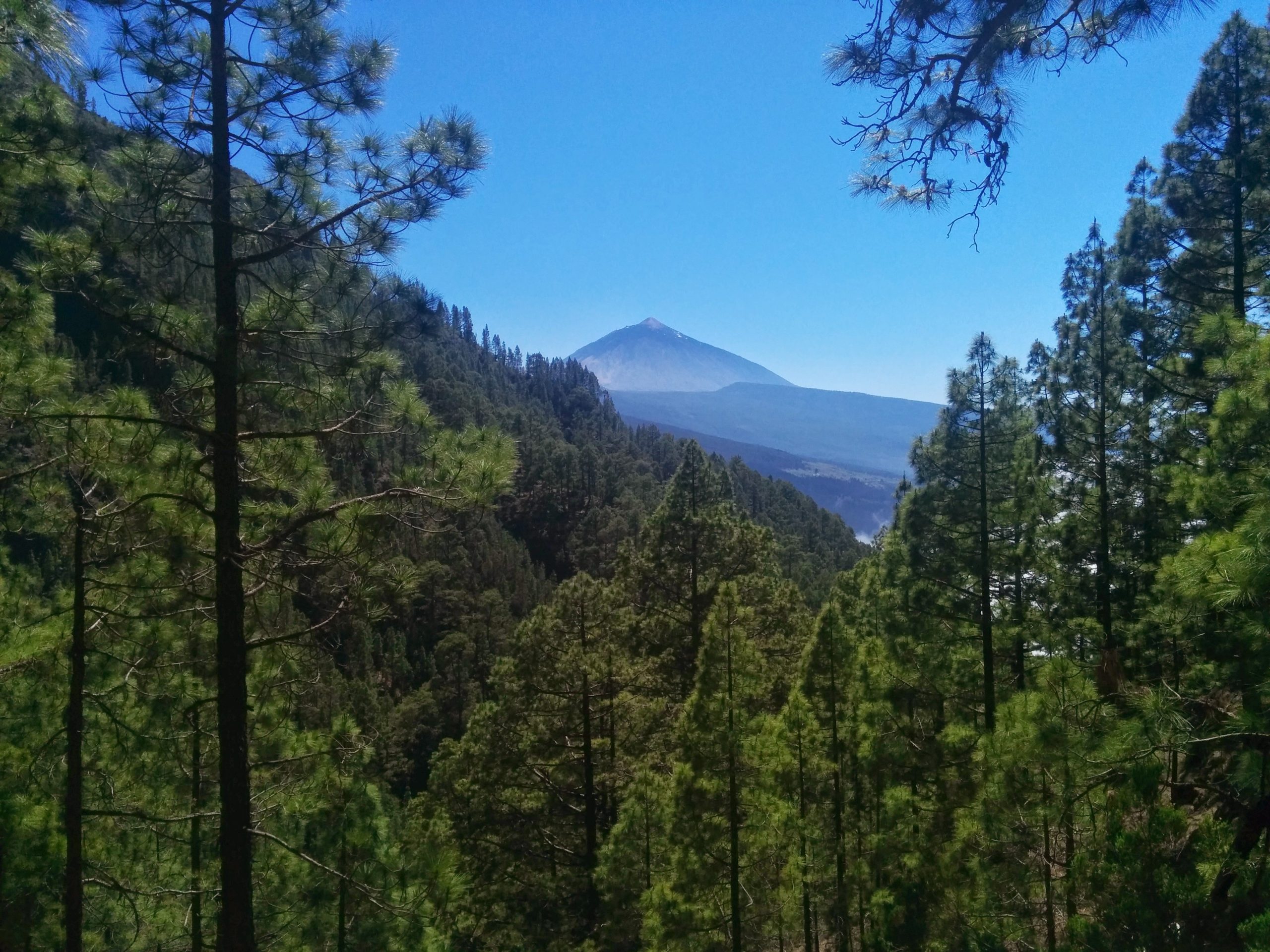 Forest Trail View Tenerife