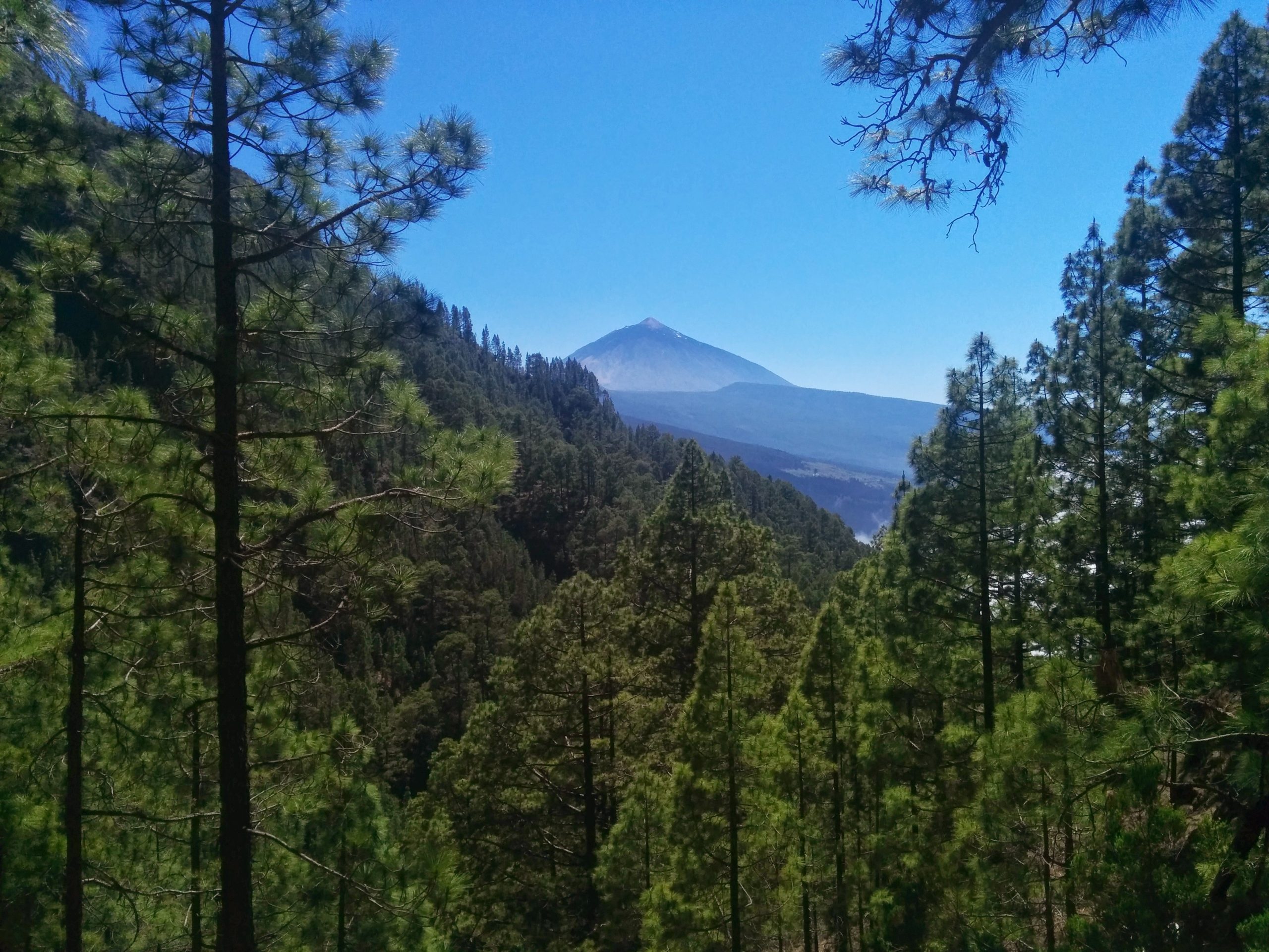 Forest Trail View Tenerife Forest Trail View Tenerife