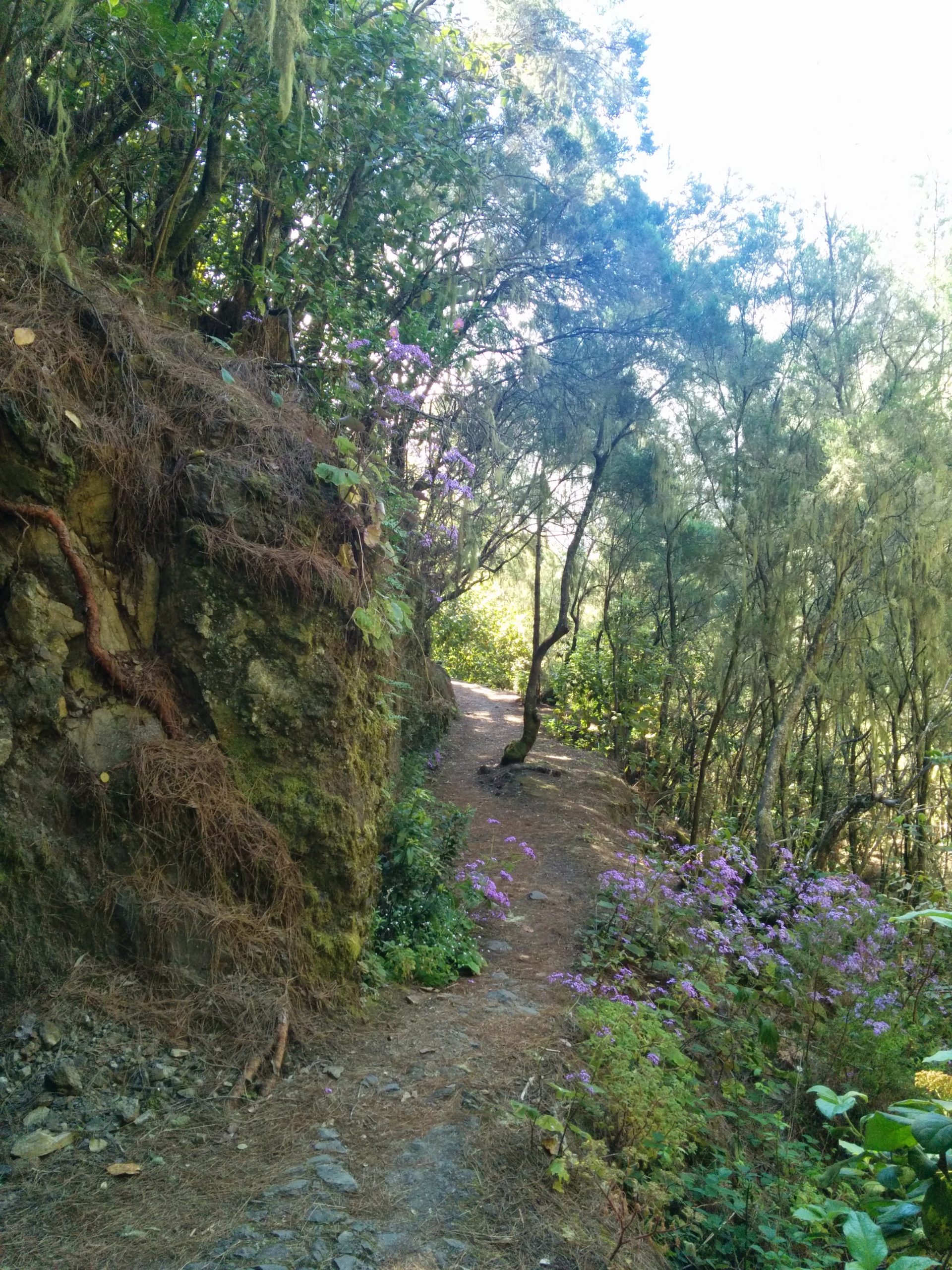 Forest Trek Tenerife