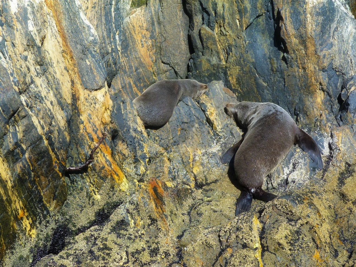 Fur Seals New Zealand