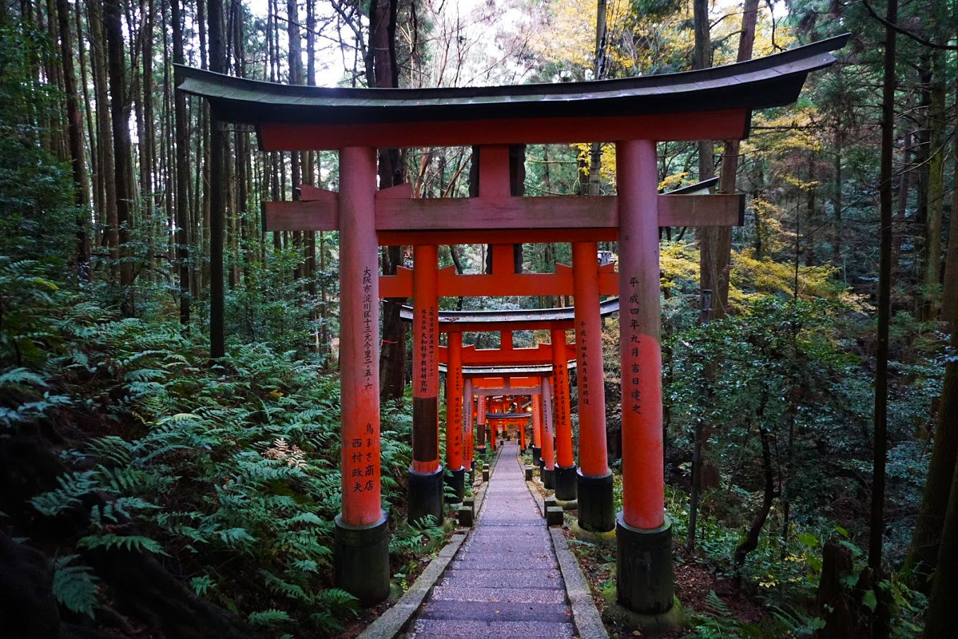 Fushimi Inari large torii gates further up the mountain, surrounded by ancient trees