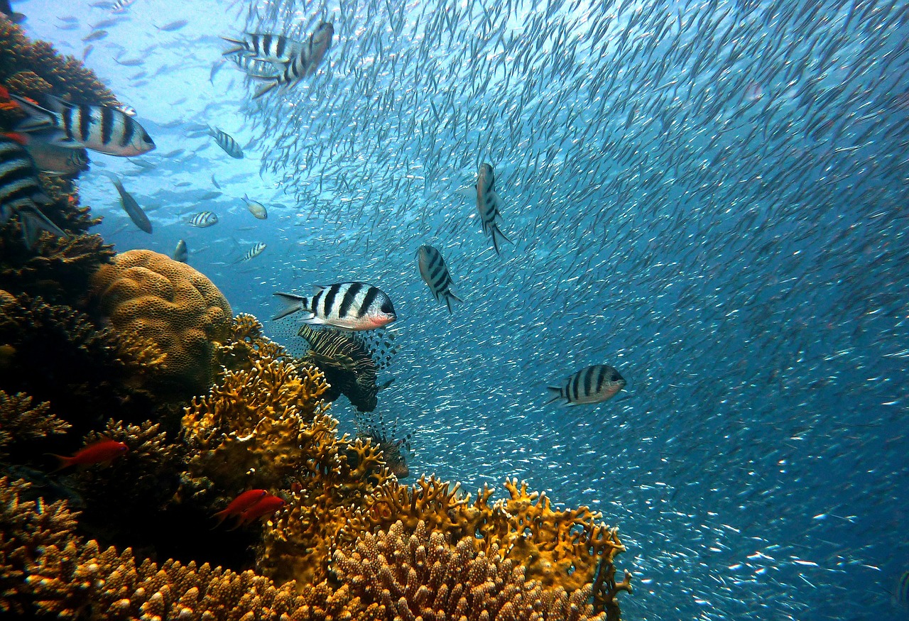 Fish underwater dive centre