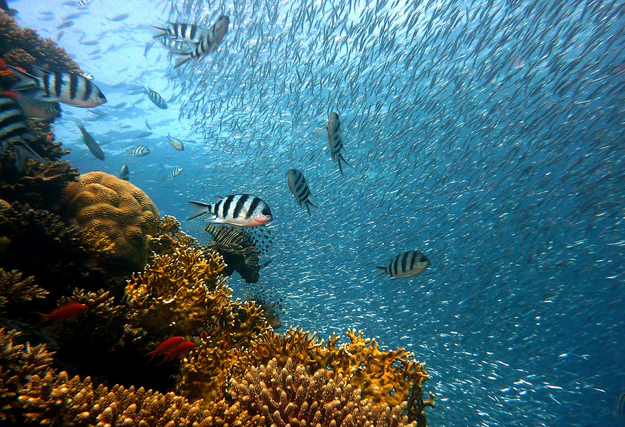 Fish underwater dive centre Fish underwater dive centre
