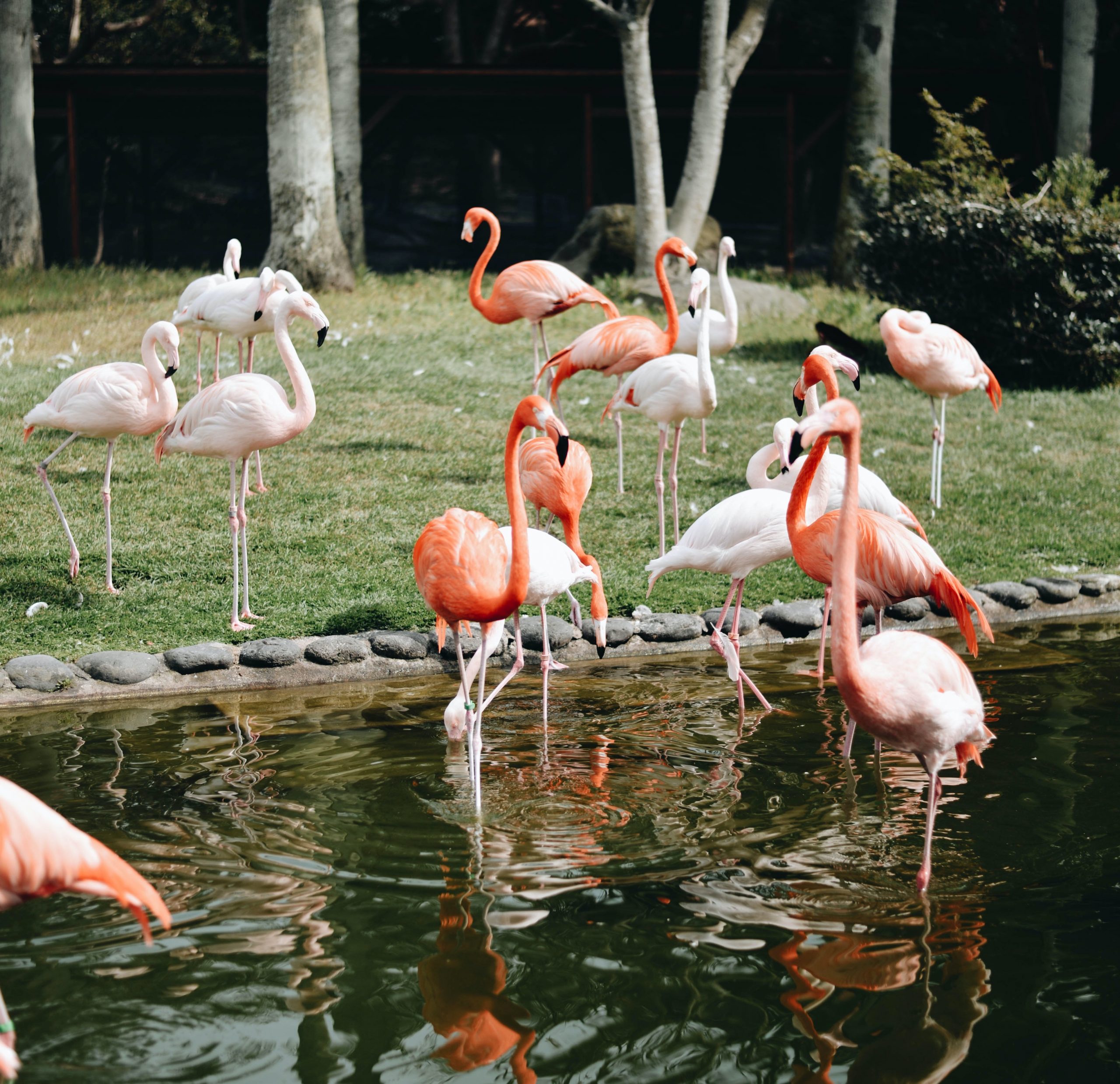 Flamingos in Uminonakamichi Seaside Park